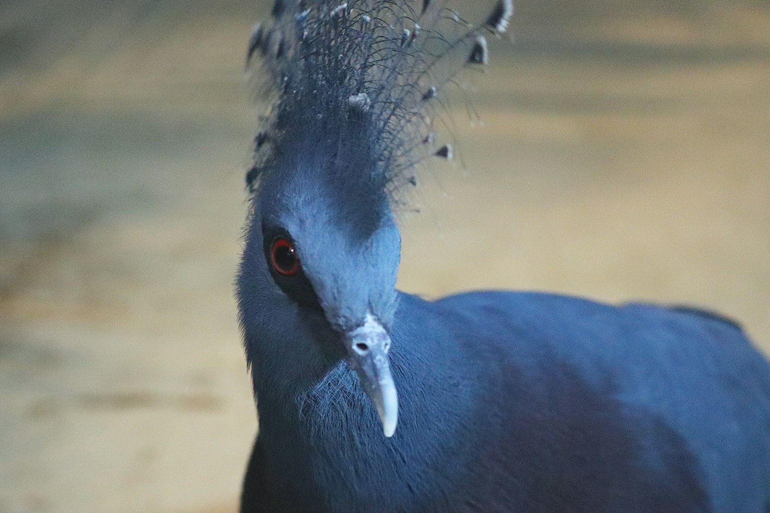 Acercamiento de un pájaro con hermosas plumas azules cresta distintiva y ojos rojos