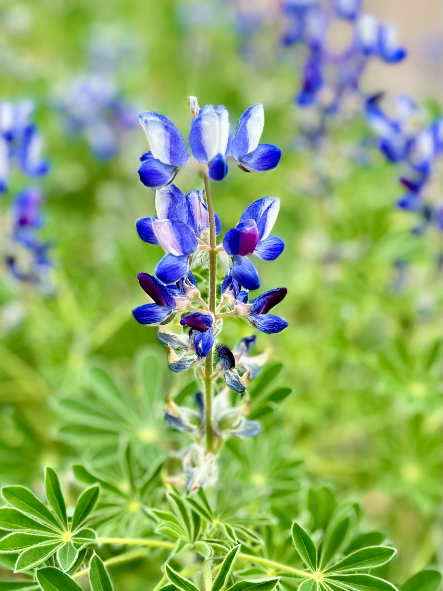Fiore di lupino blu che fiorisce tra le foglie verdi