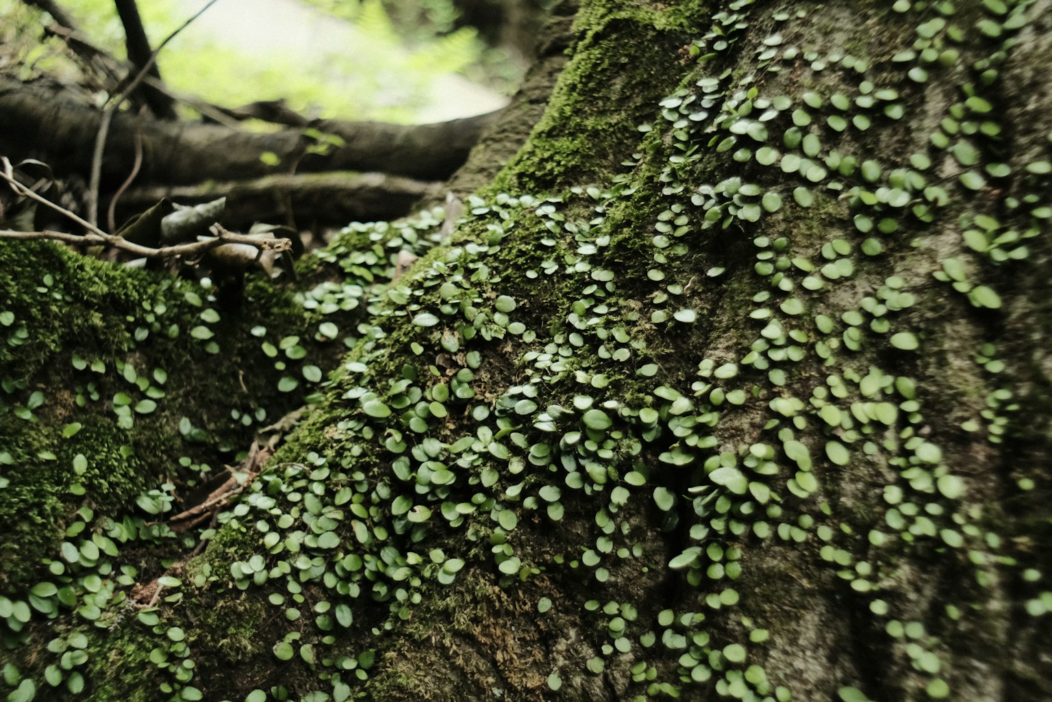 Primer plano de pequeñas hojas verdes y musgo creciendo en un tronco de árbol