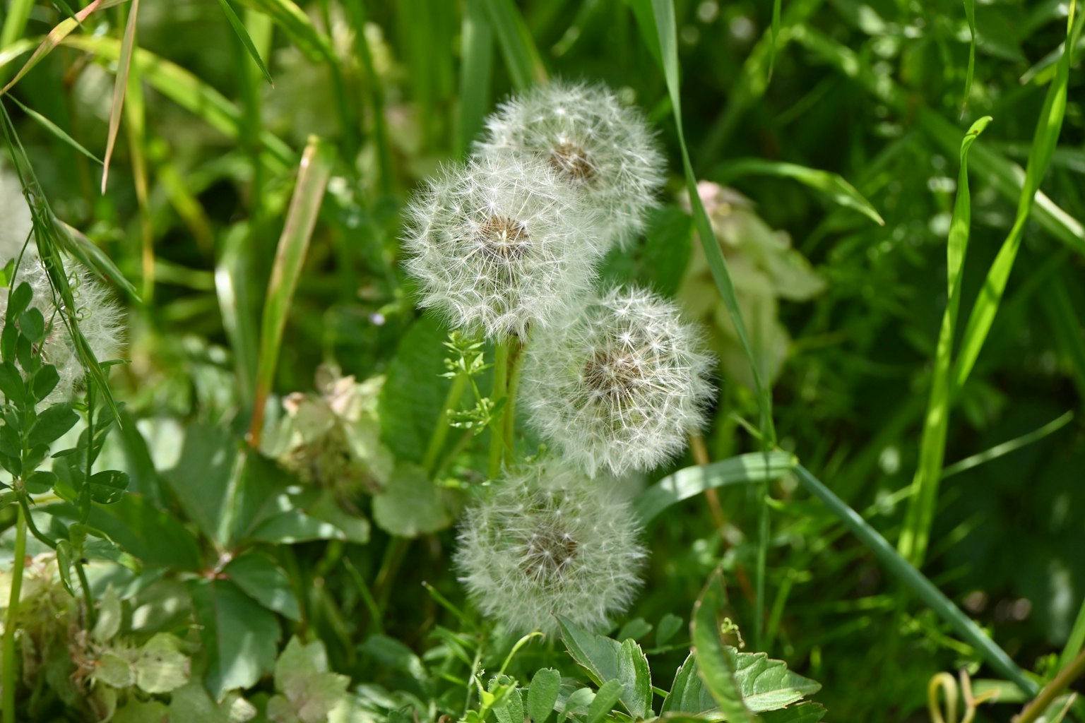 Flauschige Löwenzahn-Samen im grünen Gras