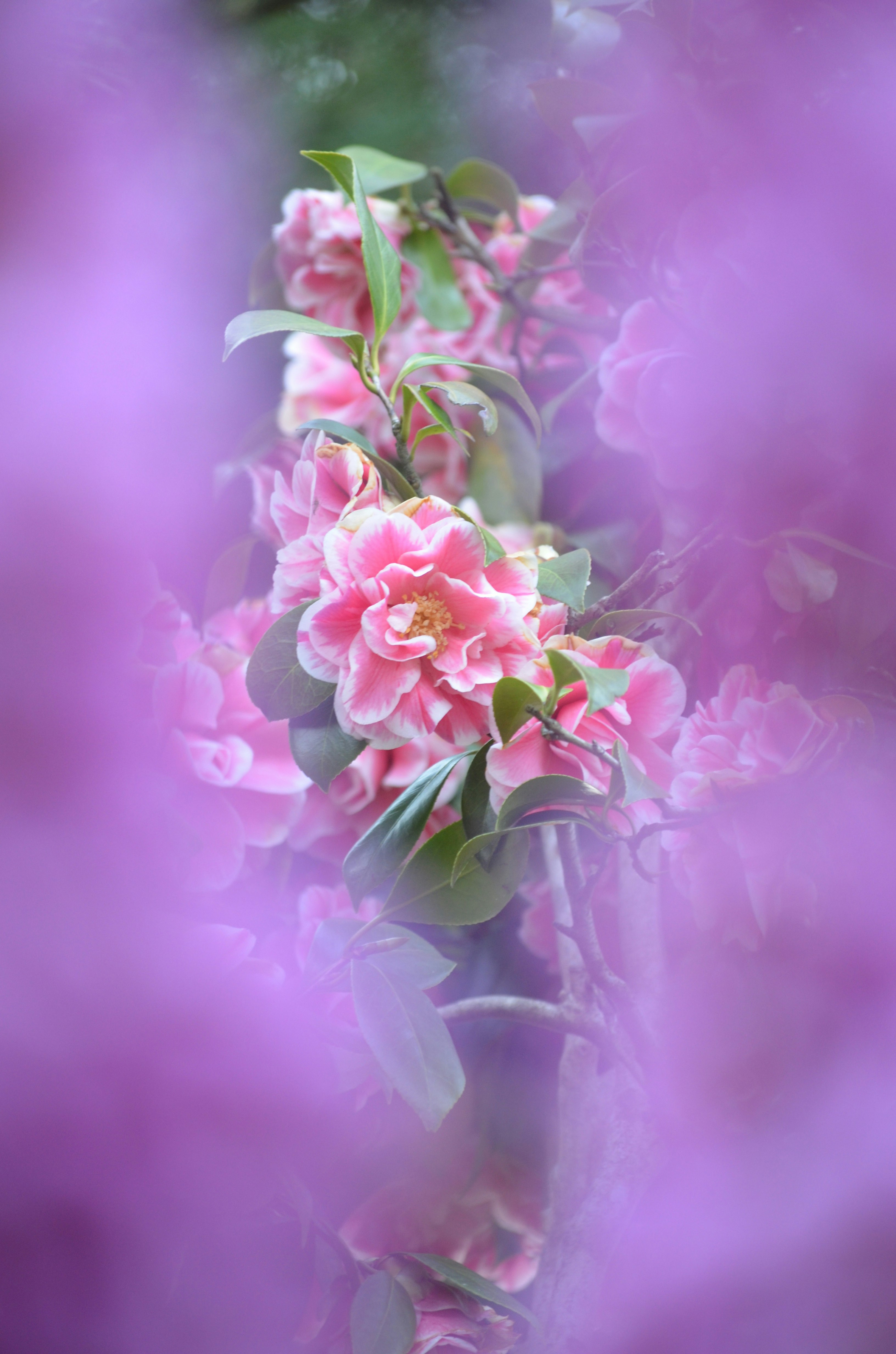 紫のボケ越しに咲くピンクの花束