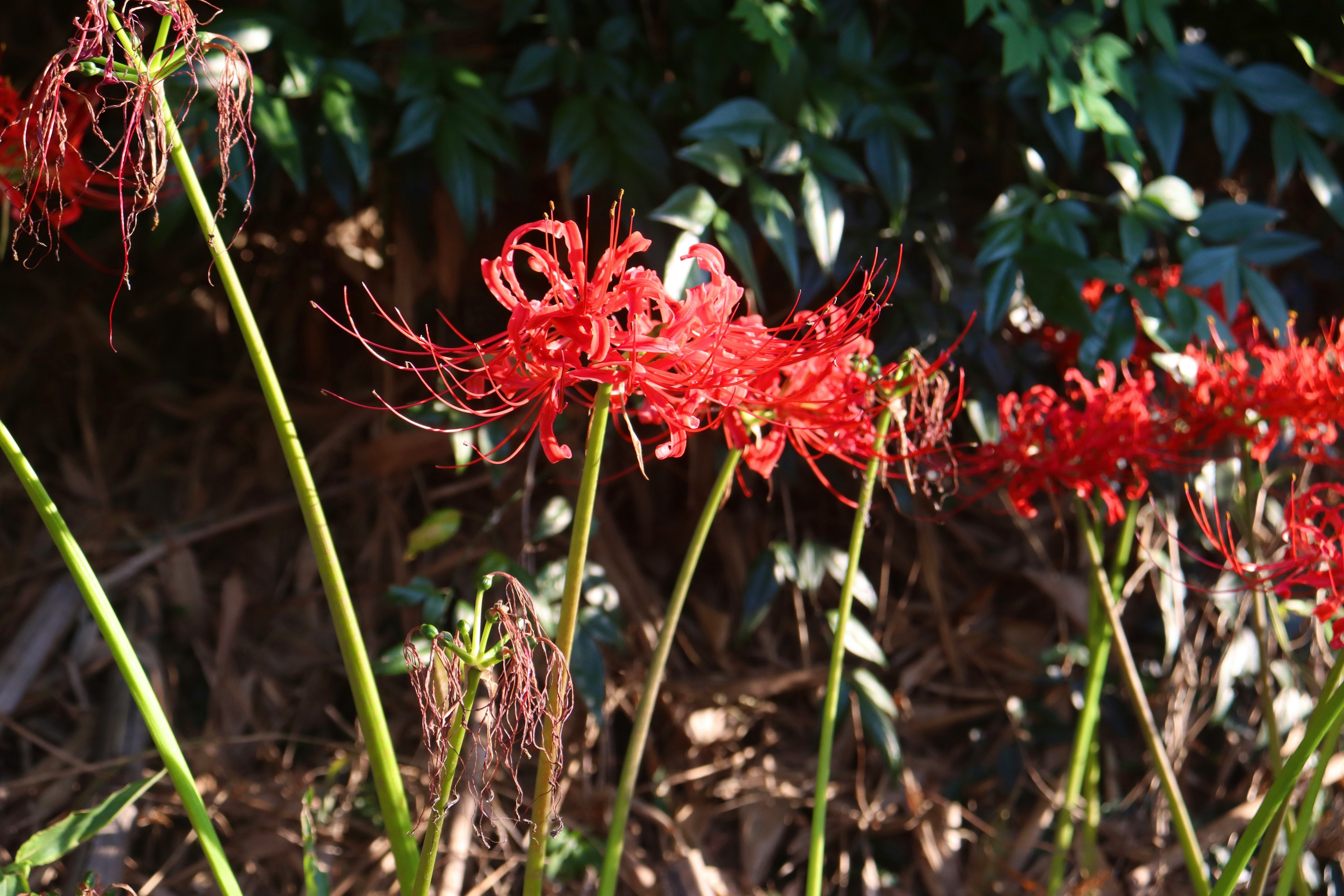 cluster of red spider lilies in bloom