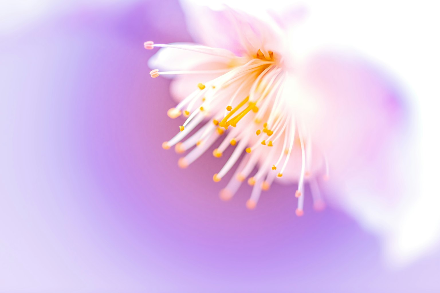 Nahaufnahme einer Blume mit sanftem lila Hintergrund