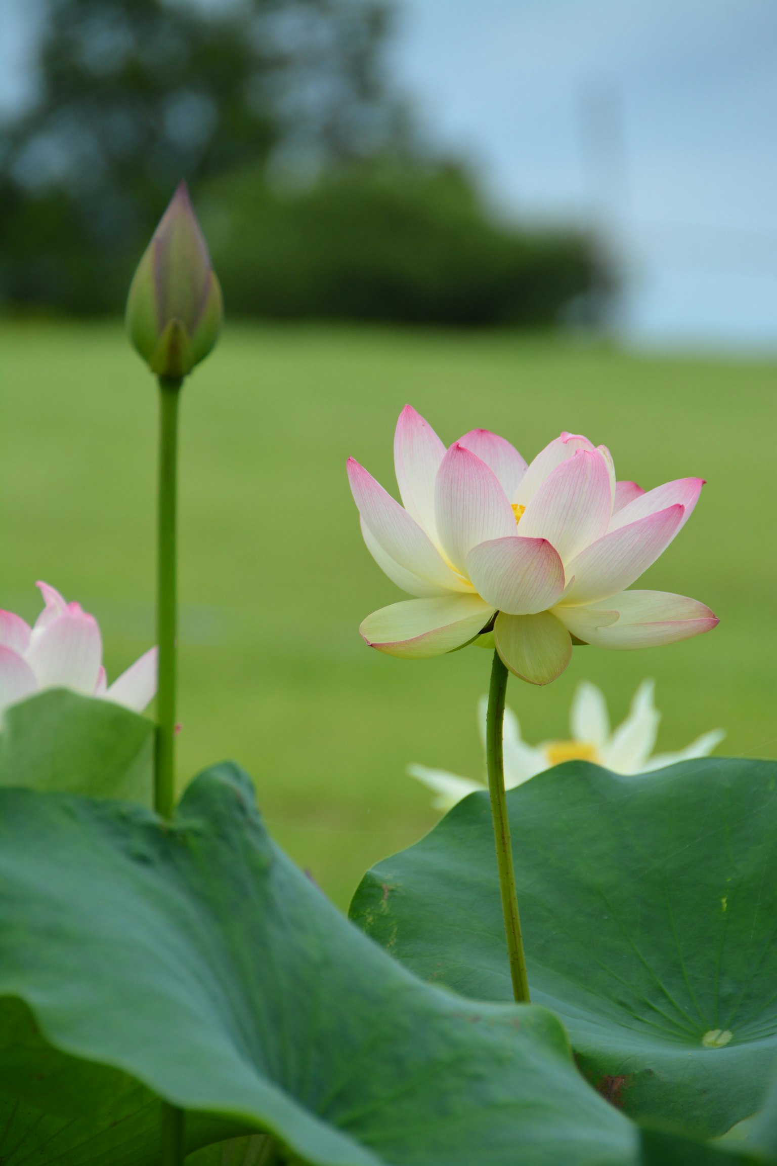 Fiori di loto rosa e bianchi che sbocciano su uno sfondo verde