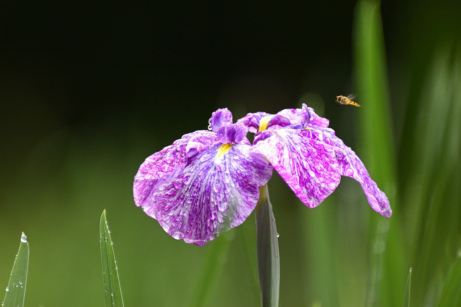 Lila Blume mit Tropfen zwischen grünem Gras blühend