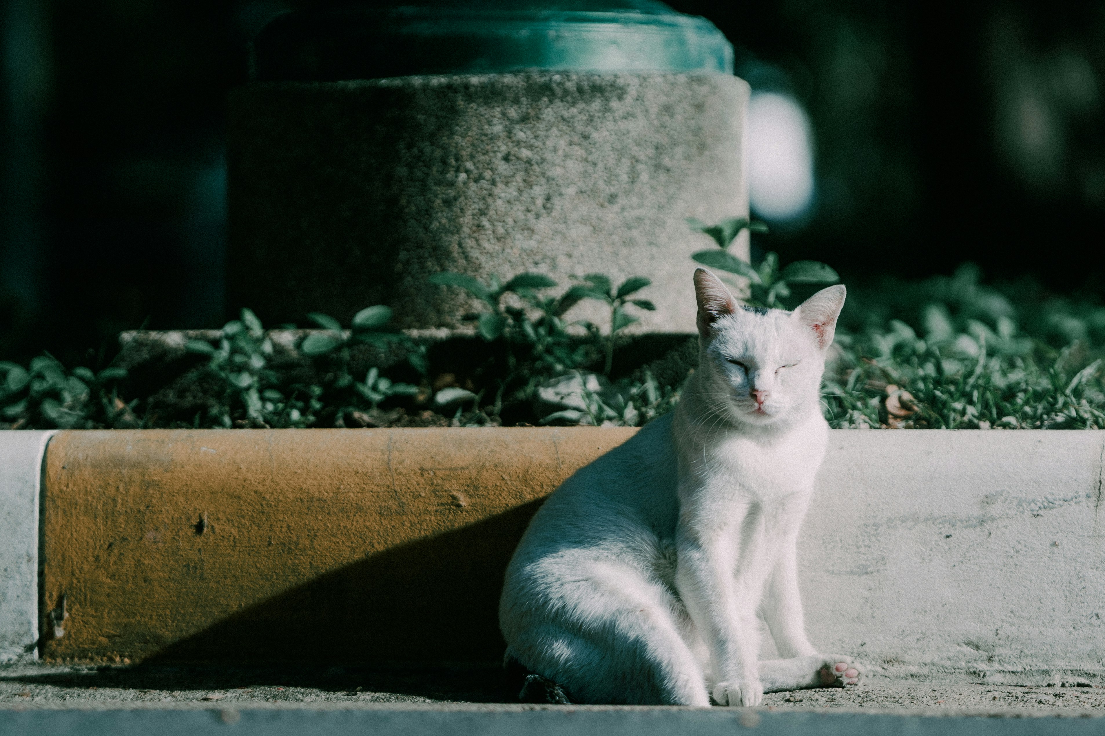 石の縁に座る猫と緑の植栽のある庭先