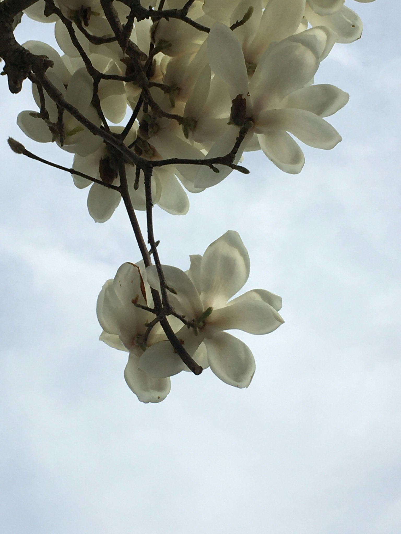 White magnolia flowers blooming against a cloudy sky