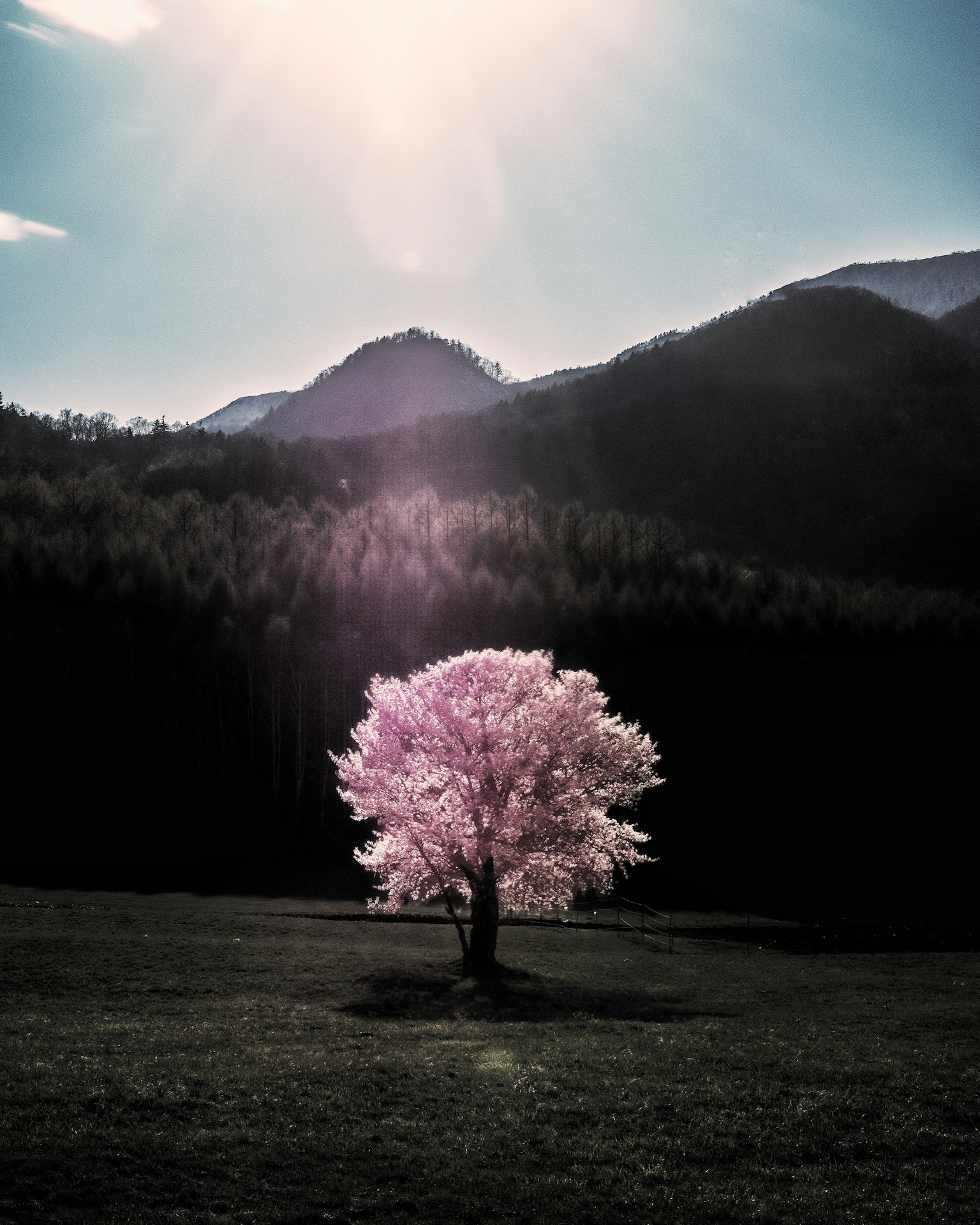 A beautiful cherry blossom tree stands in a green meadow with mountains in the background and sunlight streaming from the blue sky