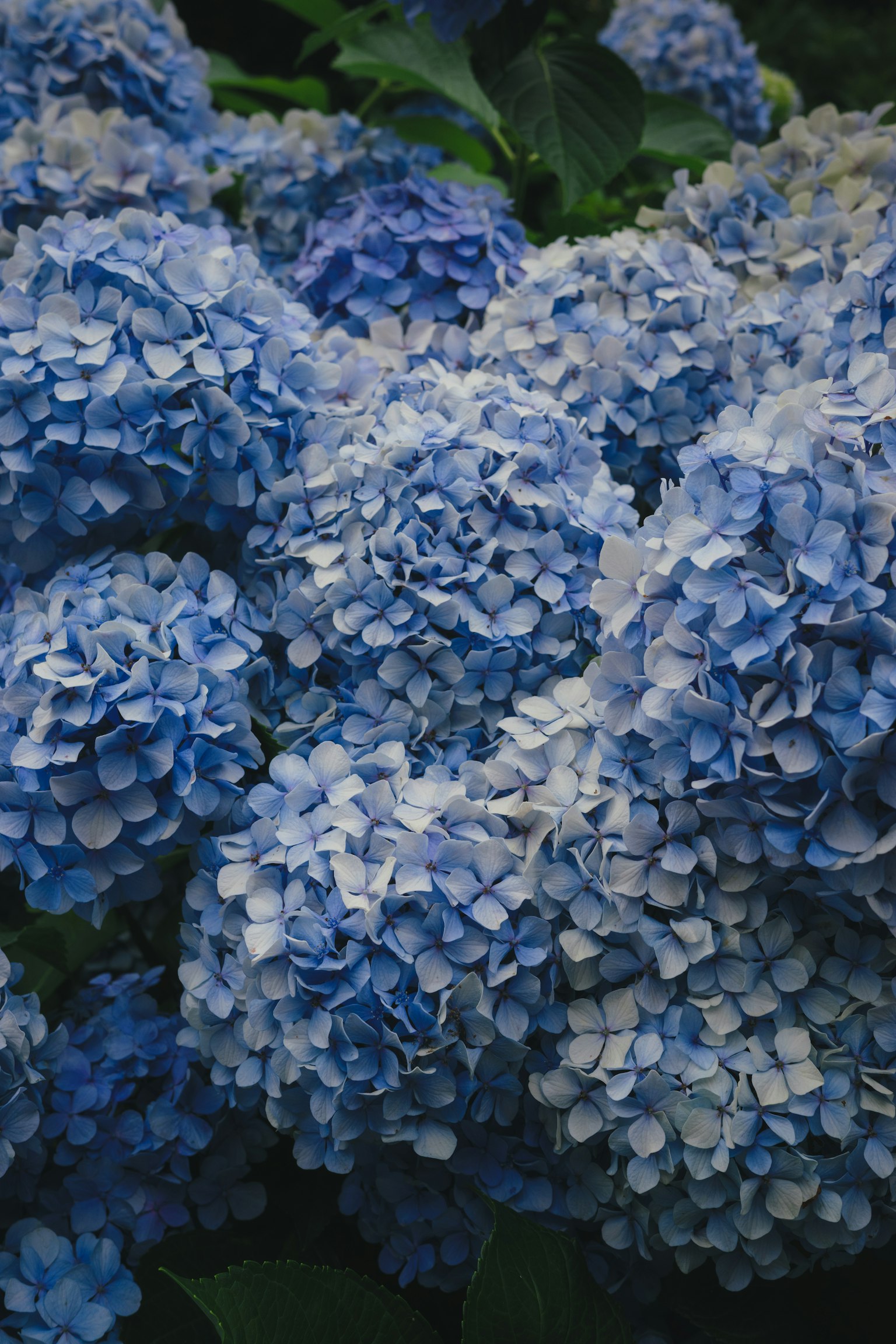 Gros plan sur des grappes de fleurs d'hortensia bleues
