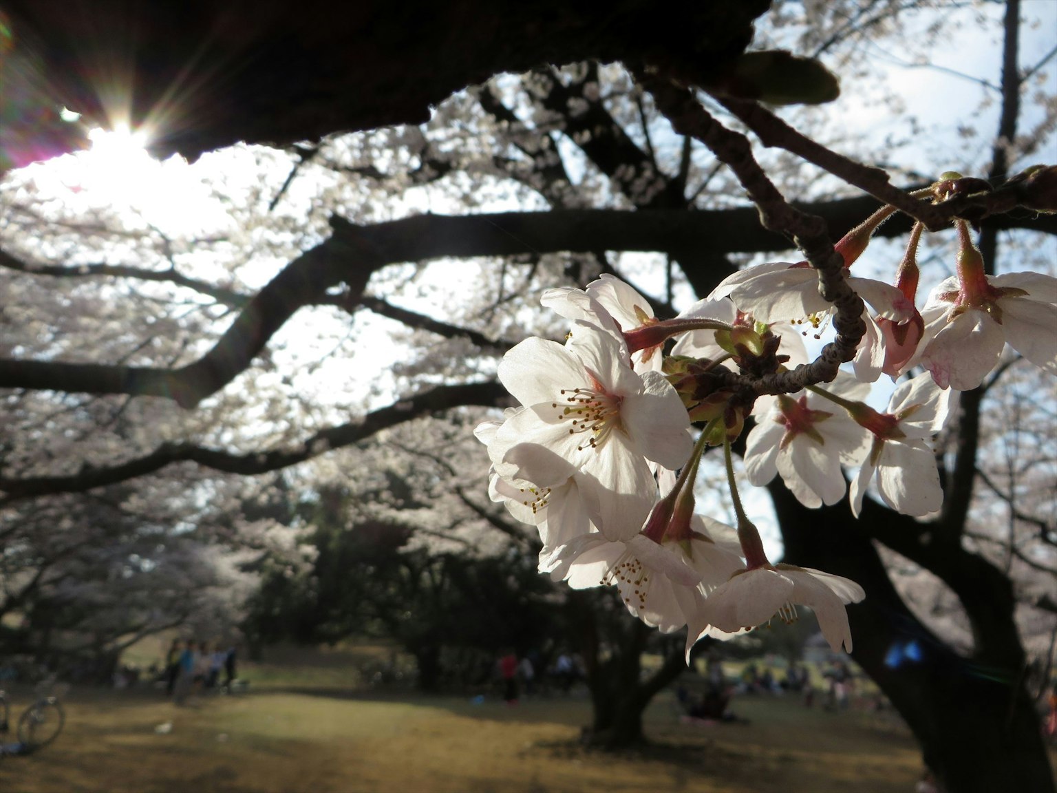 Fleurs de cerisier sur une branche avec des personnes floues en arrière-plan