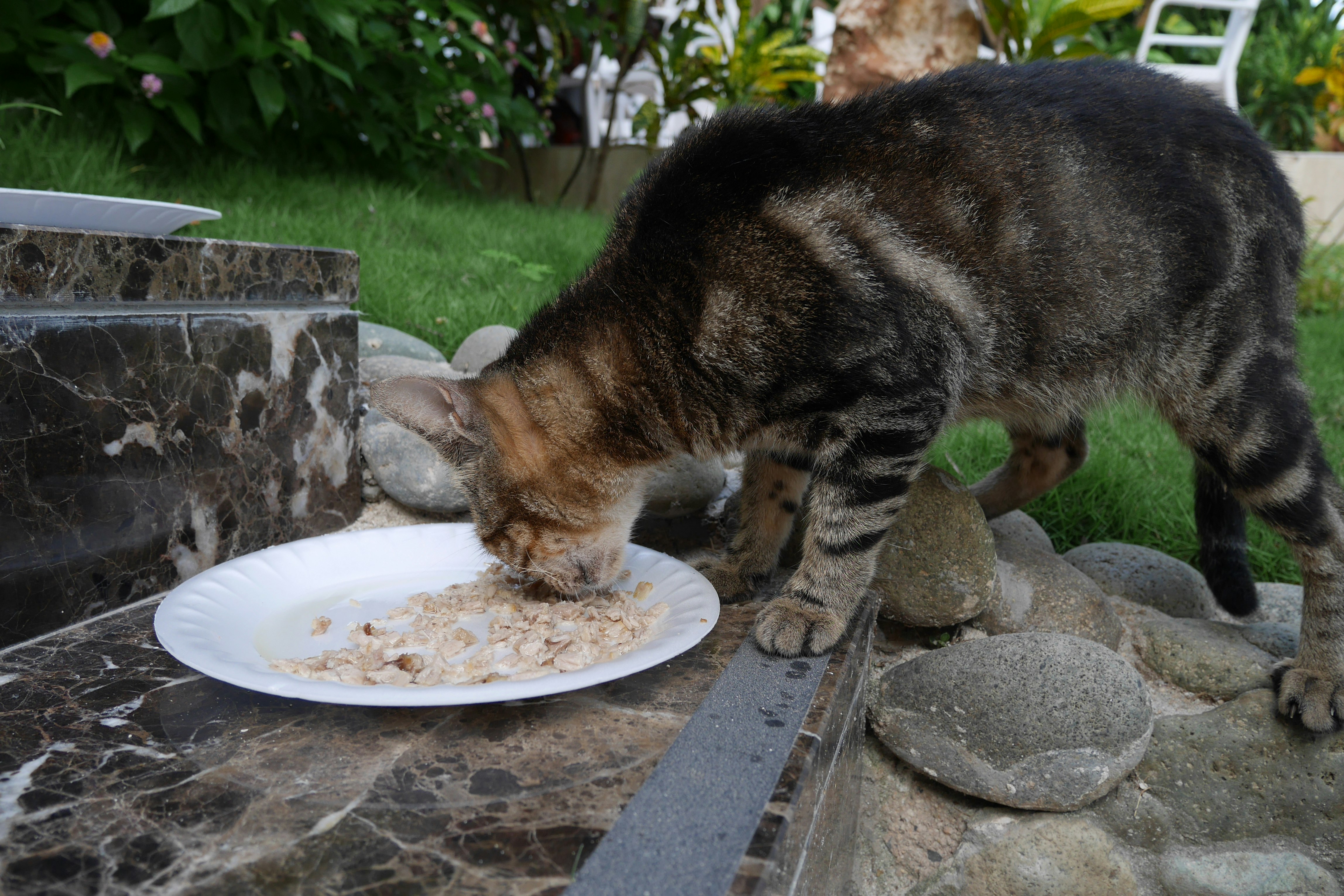 花园石边上从盘子里吃东西的猫