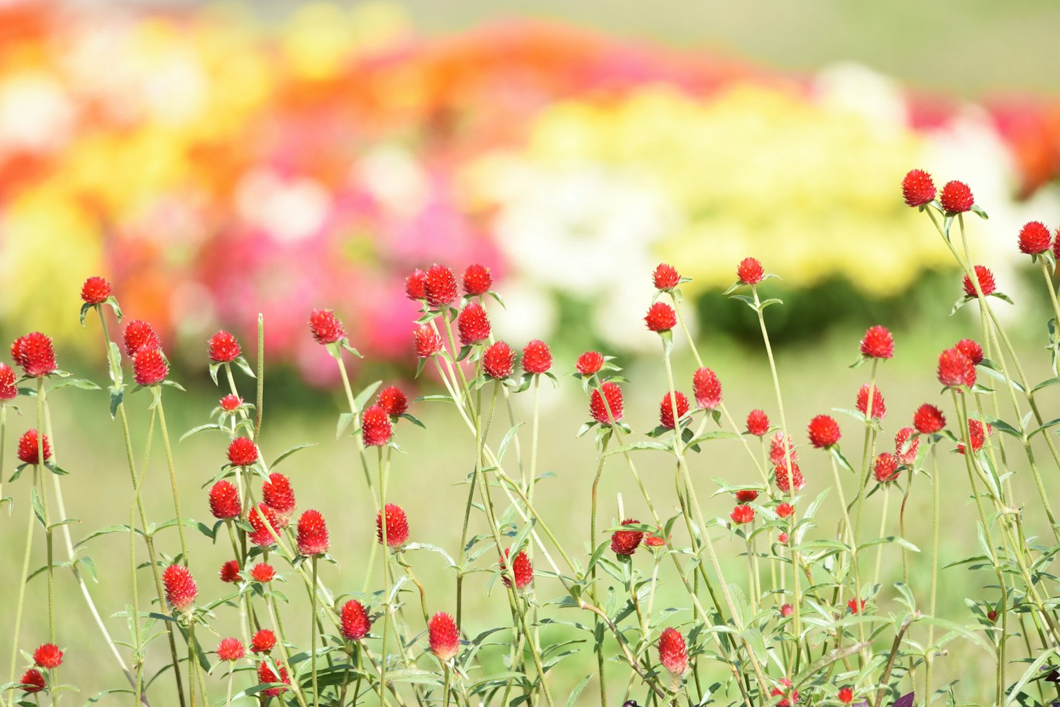 Foreground of red flowers with a colorful flower field in the background