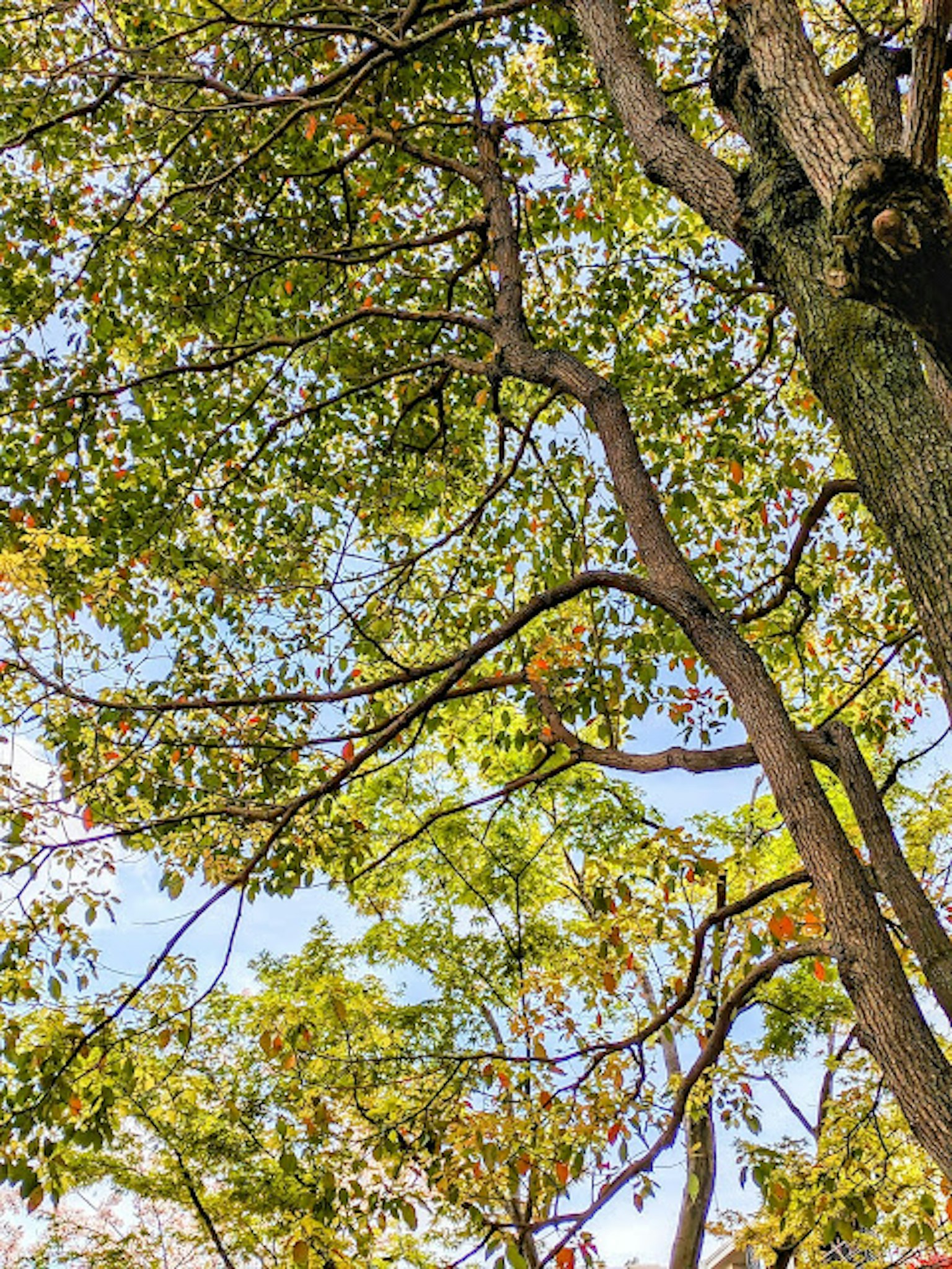 Parte superiore di un albero con foglie verdi e cielo blu