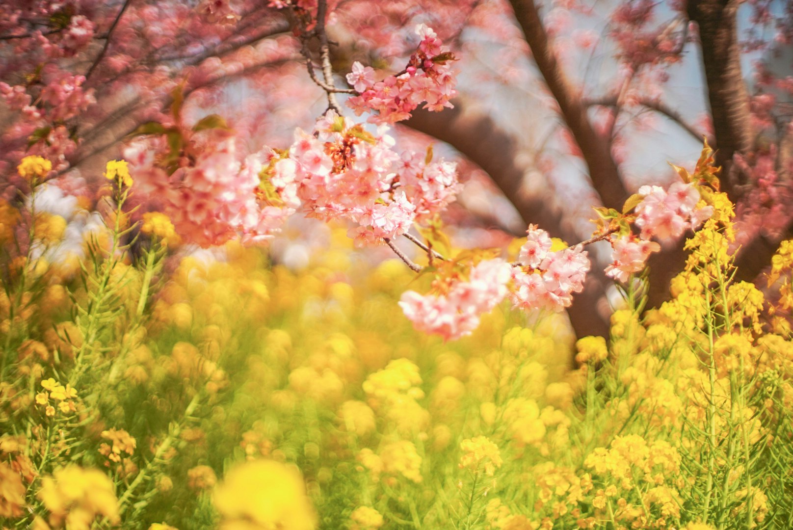 花咲く桜の枝と菜の花畑の春景色