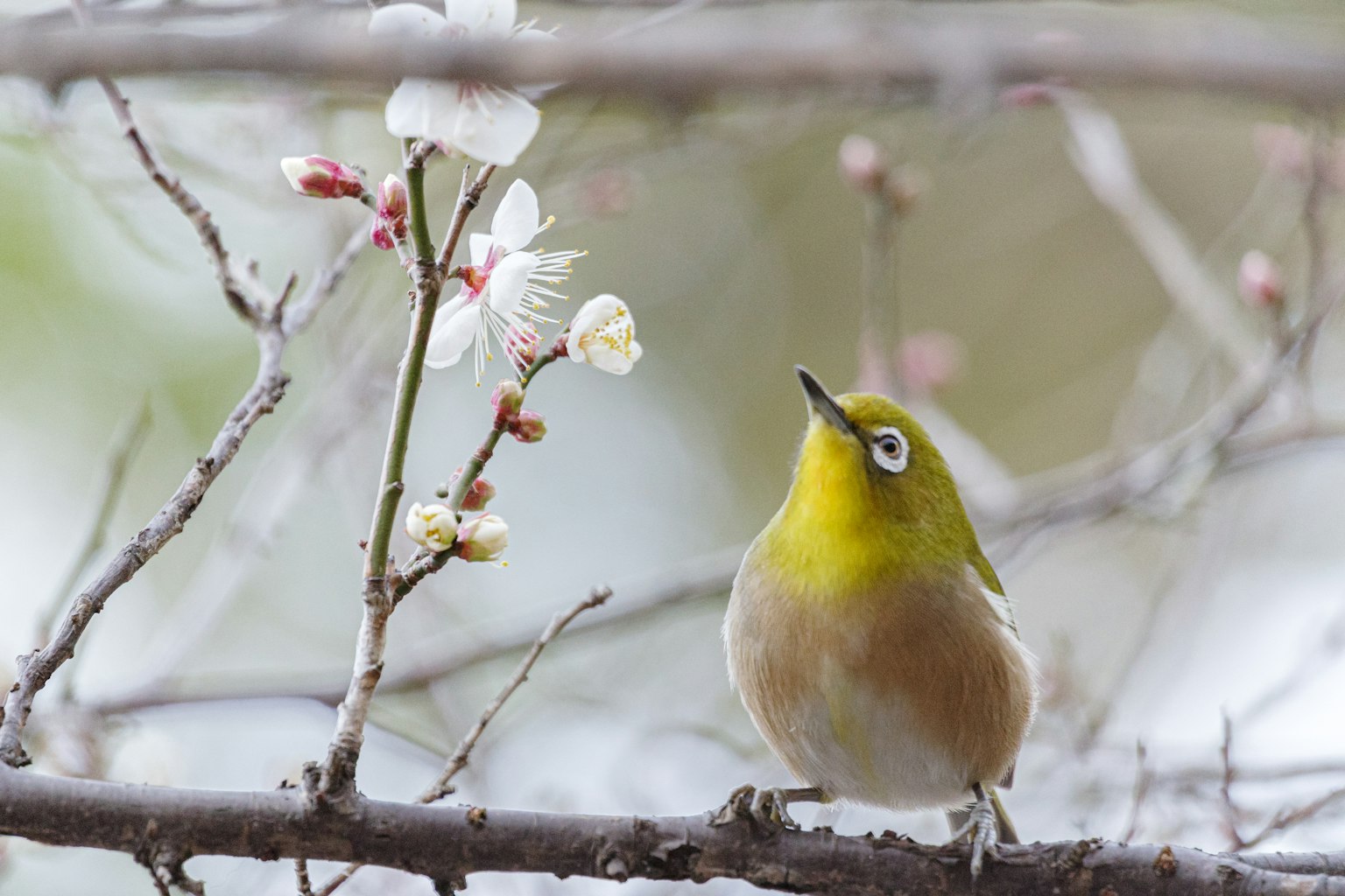Ein kleiner gelbköpfiger Vogel schaut zu Blumen auf