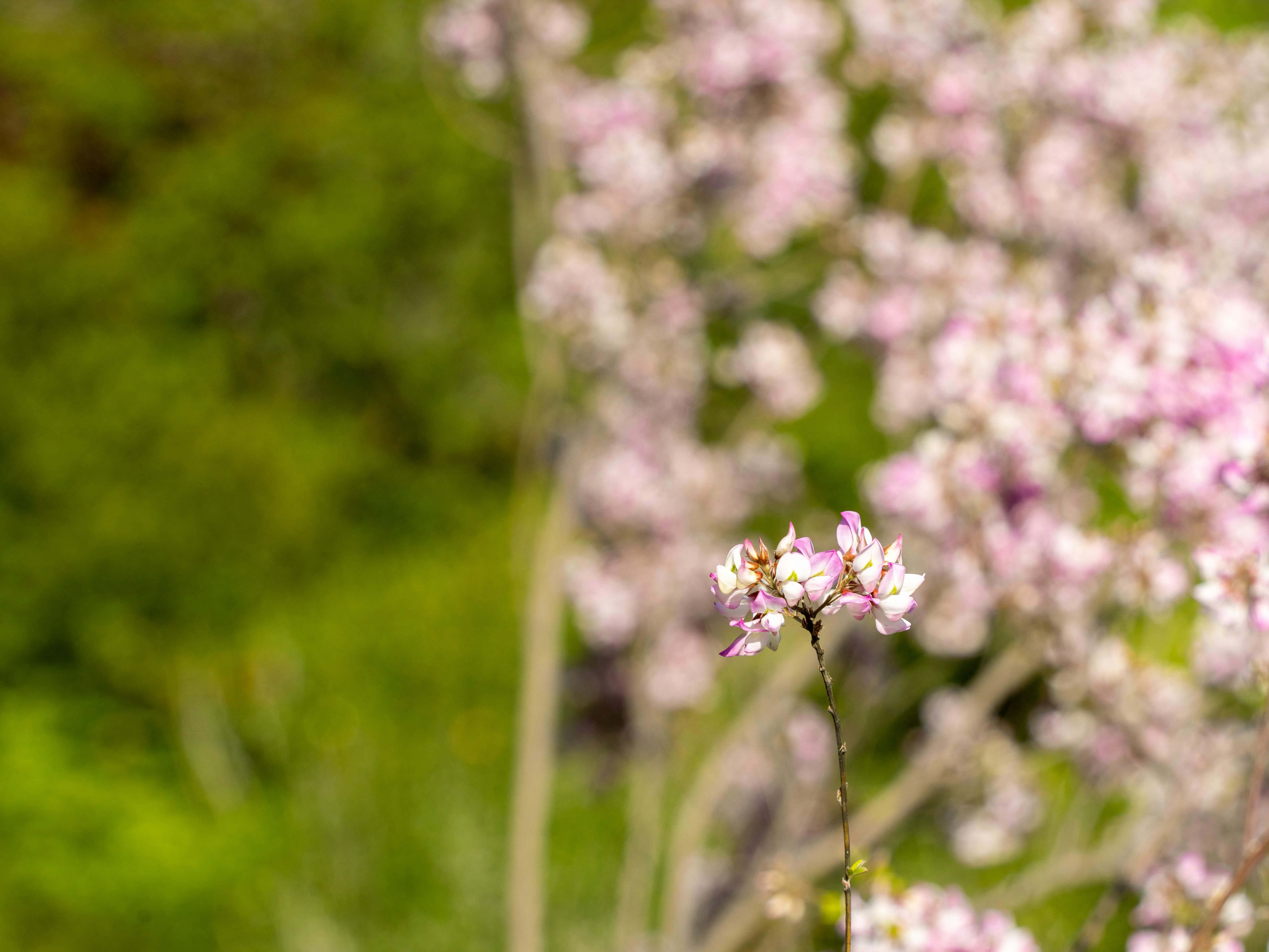 ピンクの花が咲く庭のボケ背景