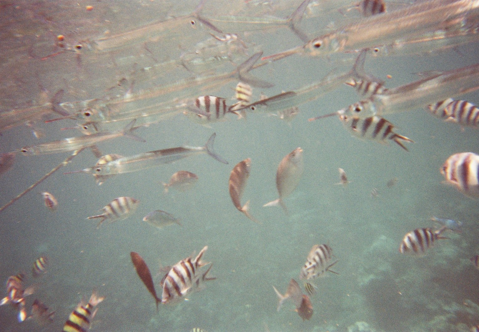 Scène sous-marine avec divers poissons nageant dans une eau claire