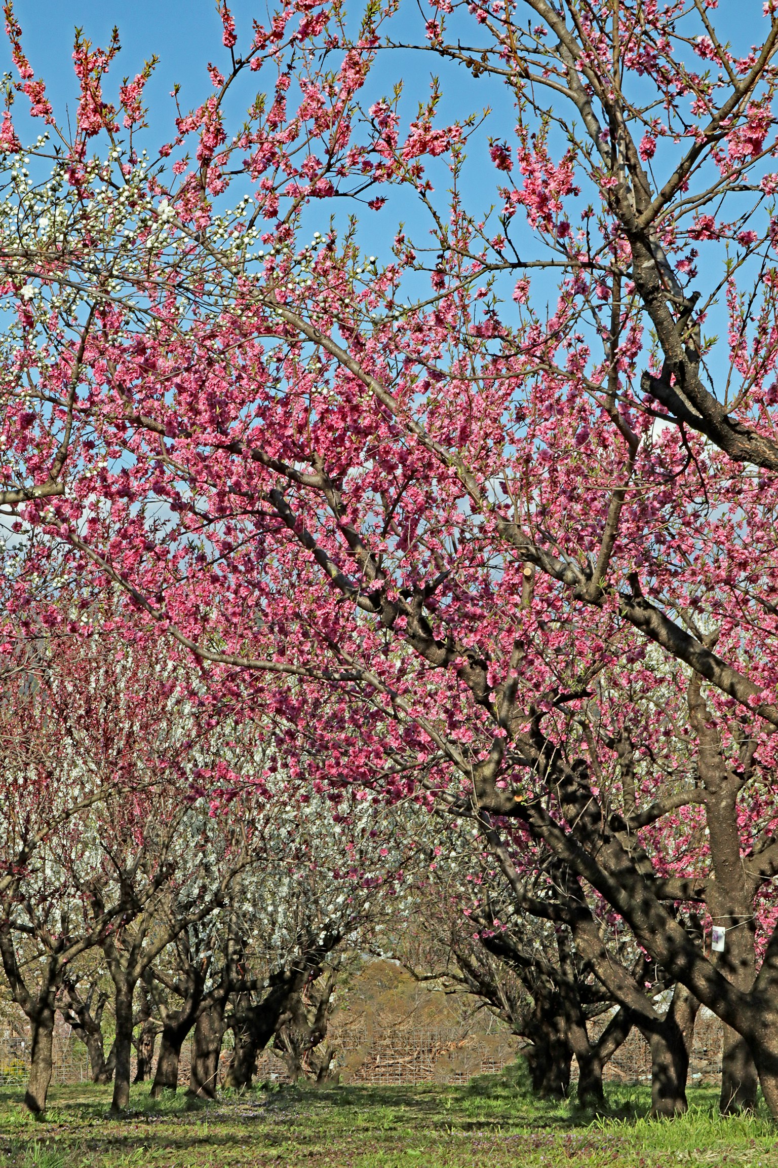 Vista panoramica di un frutteto di pesche in fiore