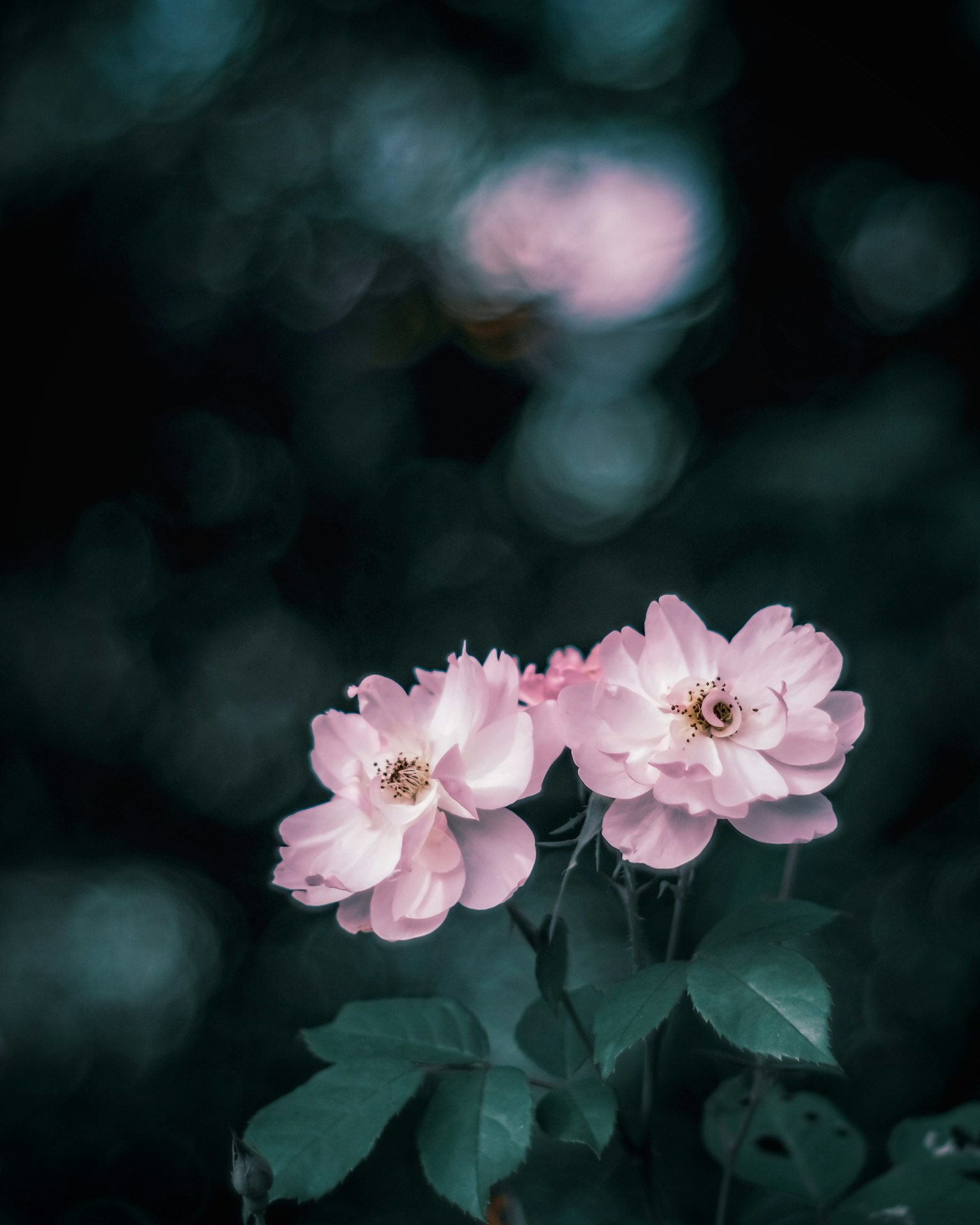 Belle photo de fleurs roses pâles sur un fond sombre