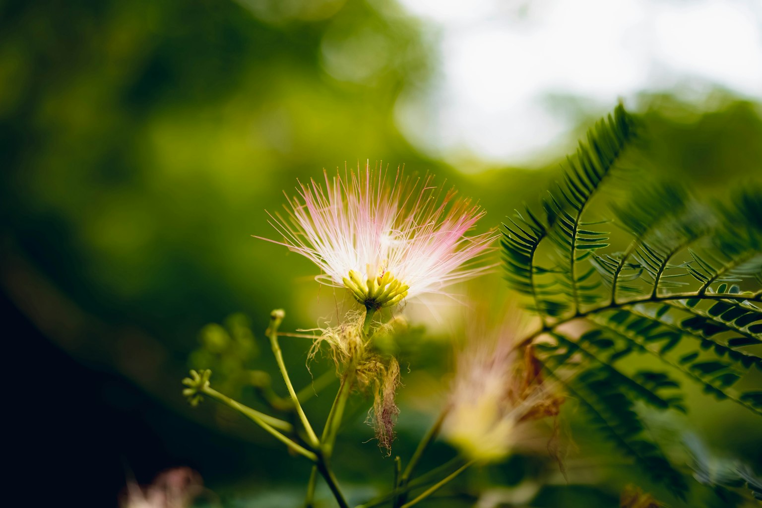 Fiore rosa delicato con foglie verdi in uno sfondo naturale sfocato