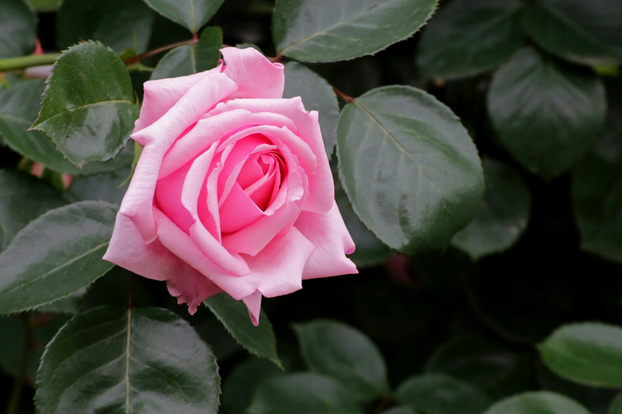 濃い緑の葉に囲まれた淡いピンクのバラの花