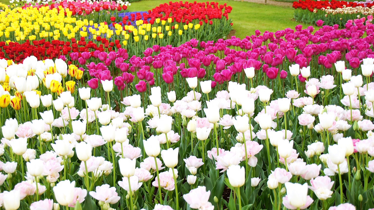 Bunte Tulpenfelder mit weißen rosa und gelben Blumen