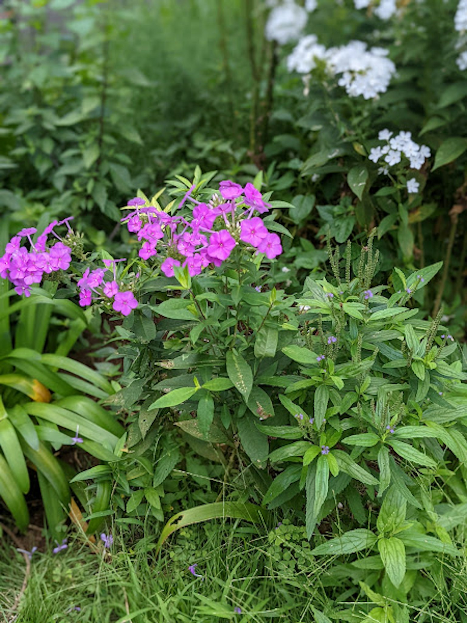 Fiori rosa vivaci in un giardino circondato da foglie verdi