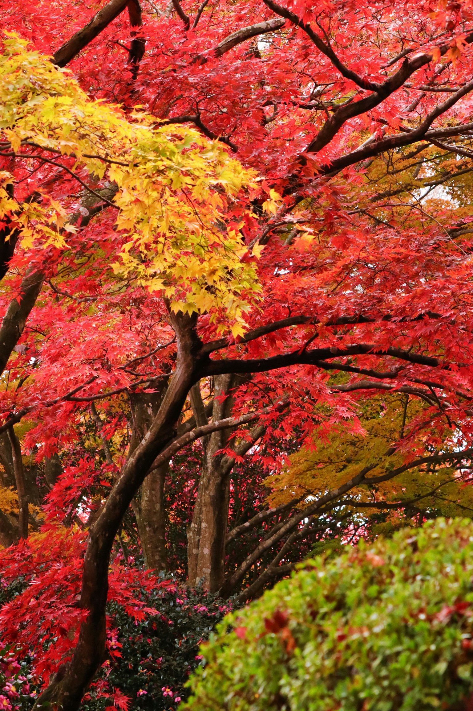 Vibrant red and yellow autumn leaves on beautiful trees