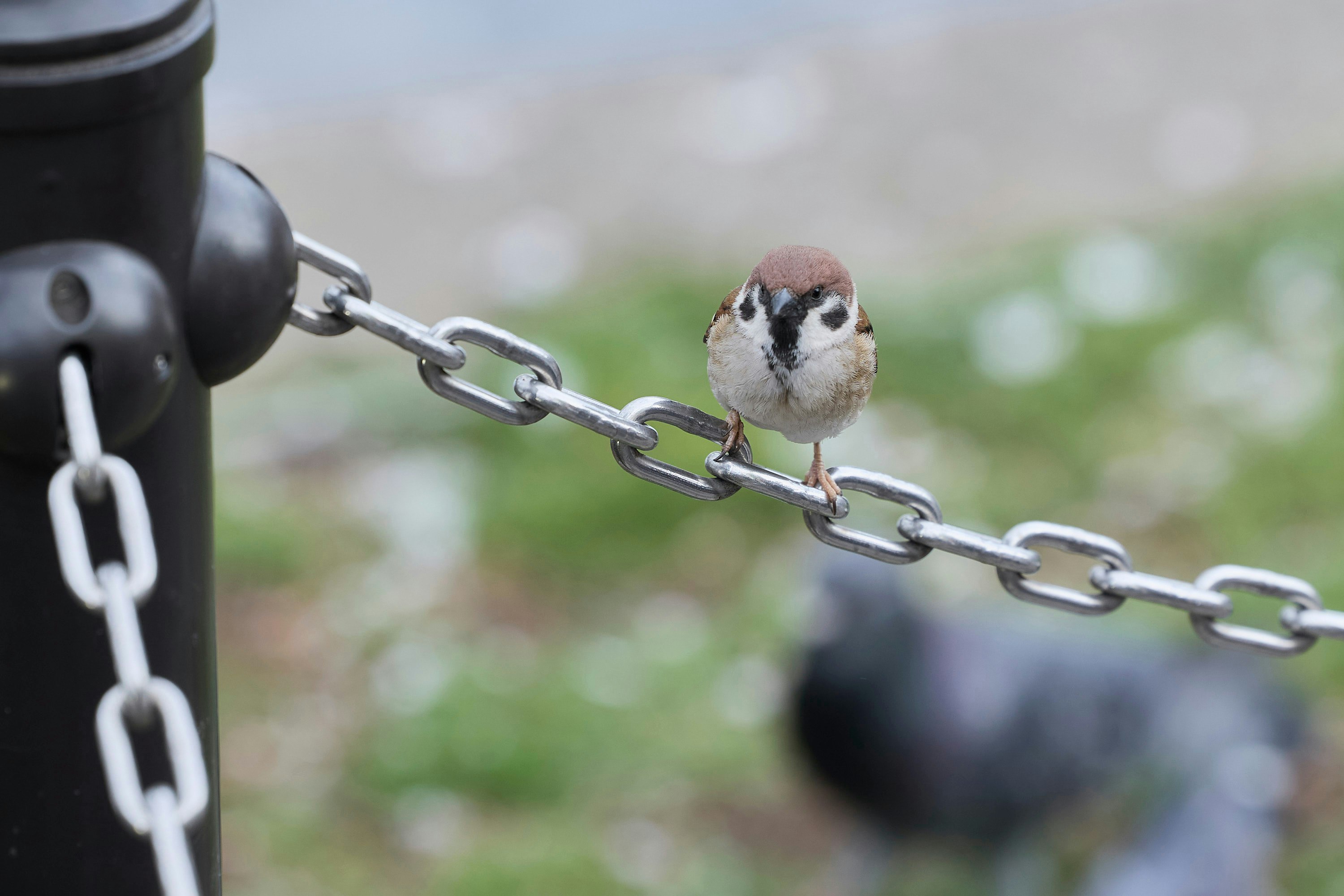 鎖でつながれた鳥の小さな姿