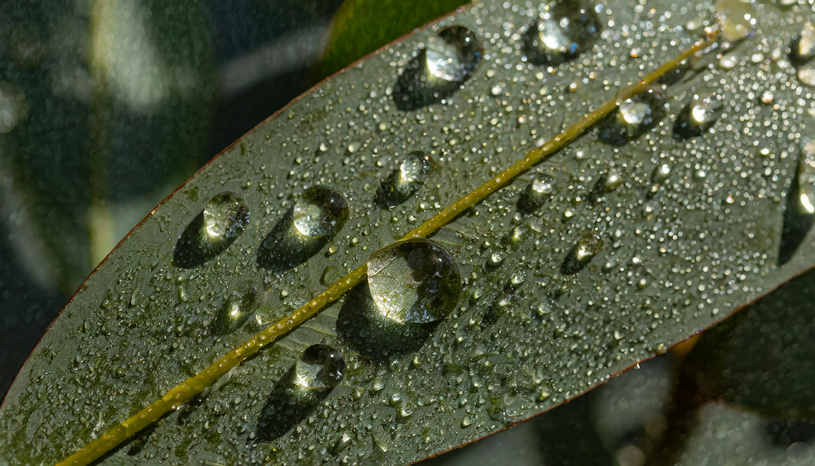 gouttes de pluie sur la surface d’une feuille avec des motifs ressemblant à des lettres