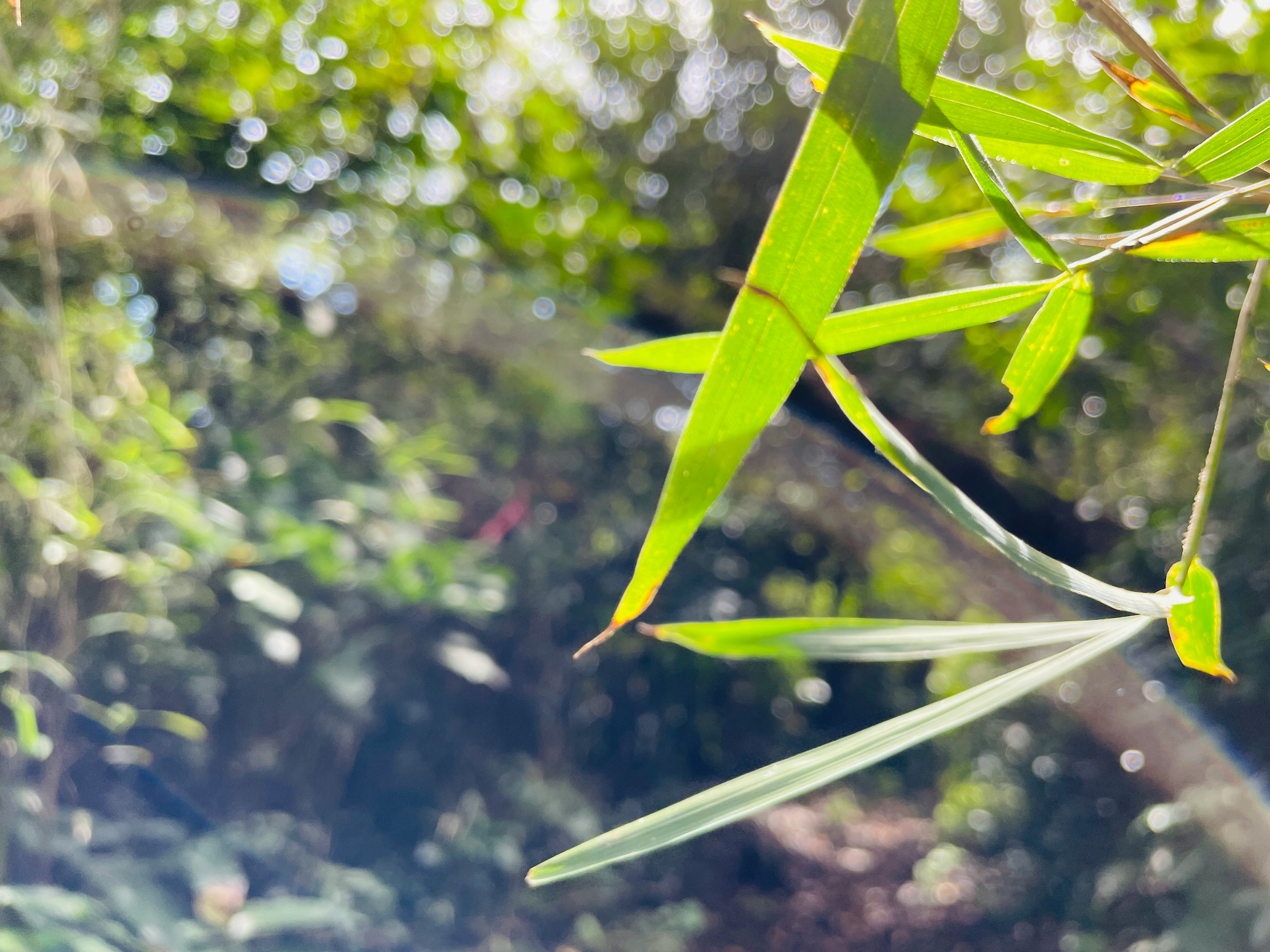hojas de bambú verde moviéndose en la naturaleza