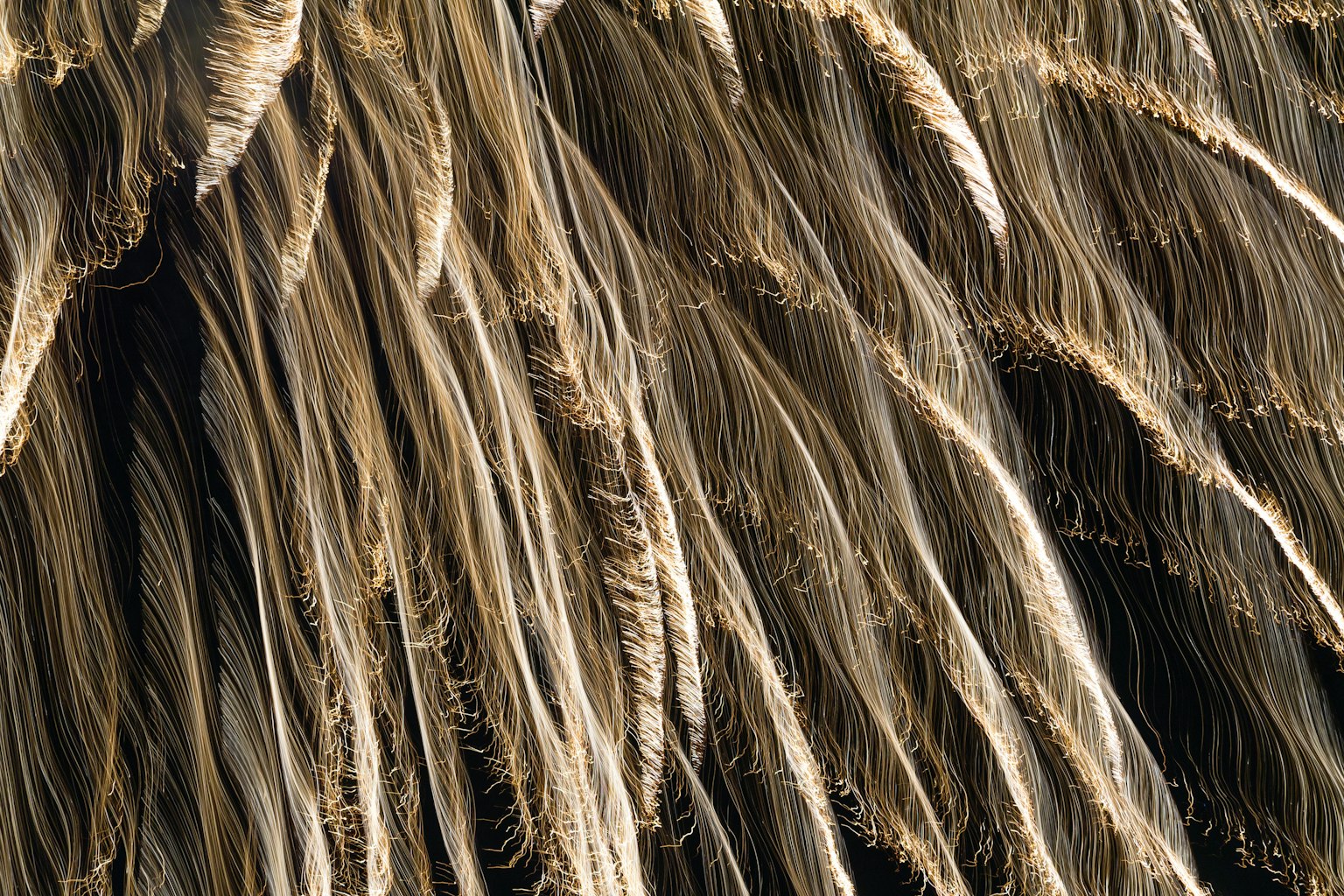 This image features a close-up of delicate fibers resembling soft fur in a dense arrangement