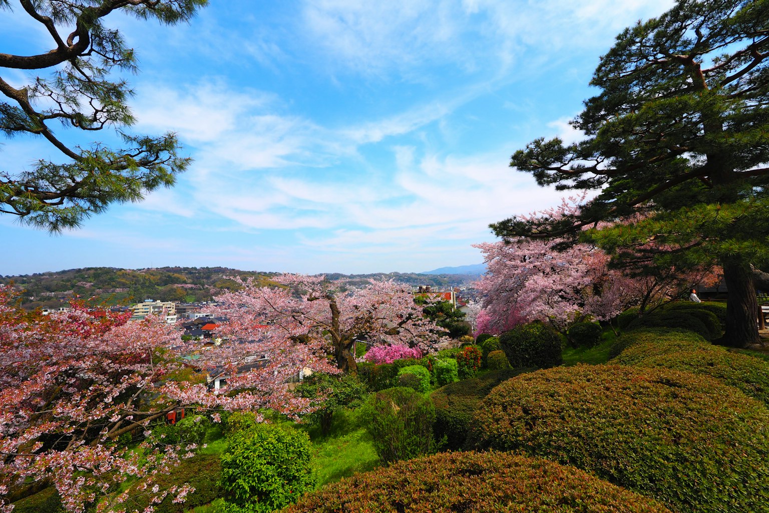 Vue pittoresque d'un parc avec des cerisiers en fleurs collines vertes et ciel bleu