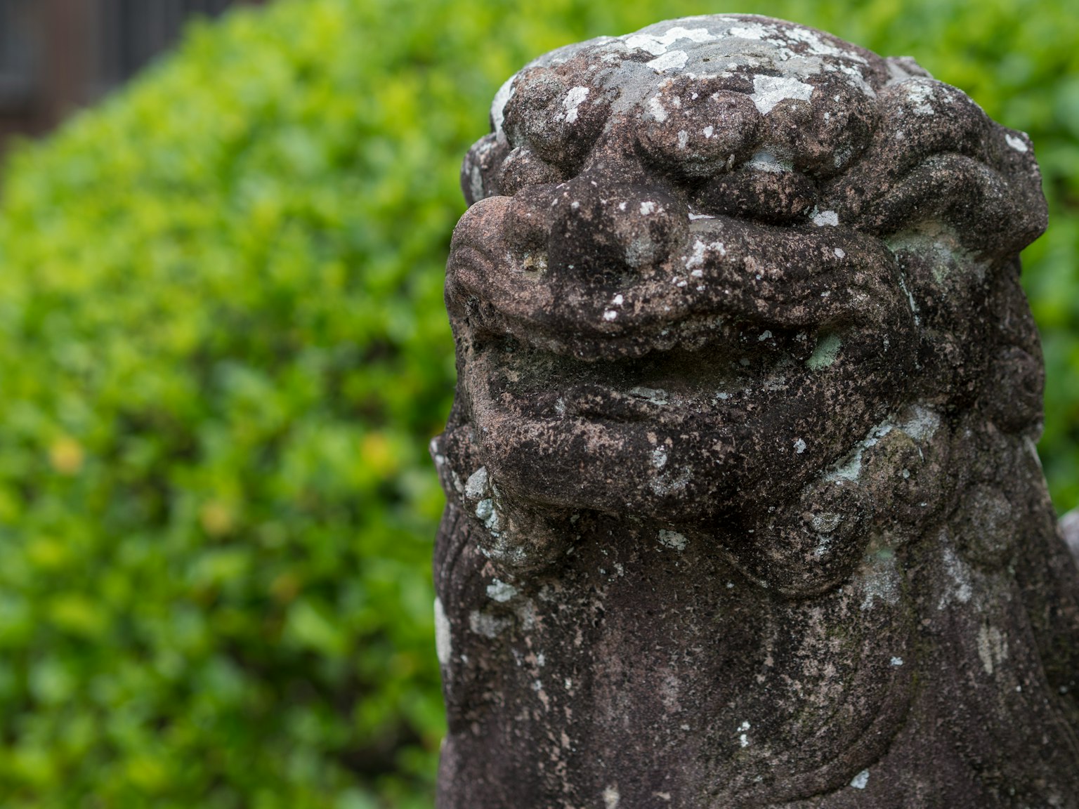 Gros plan d'une statue de lion en pierre couverte de mousse avec un fond vert