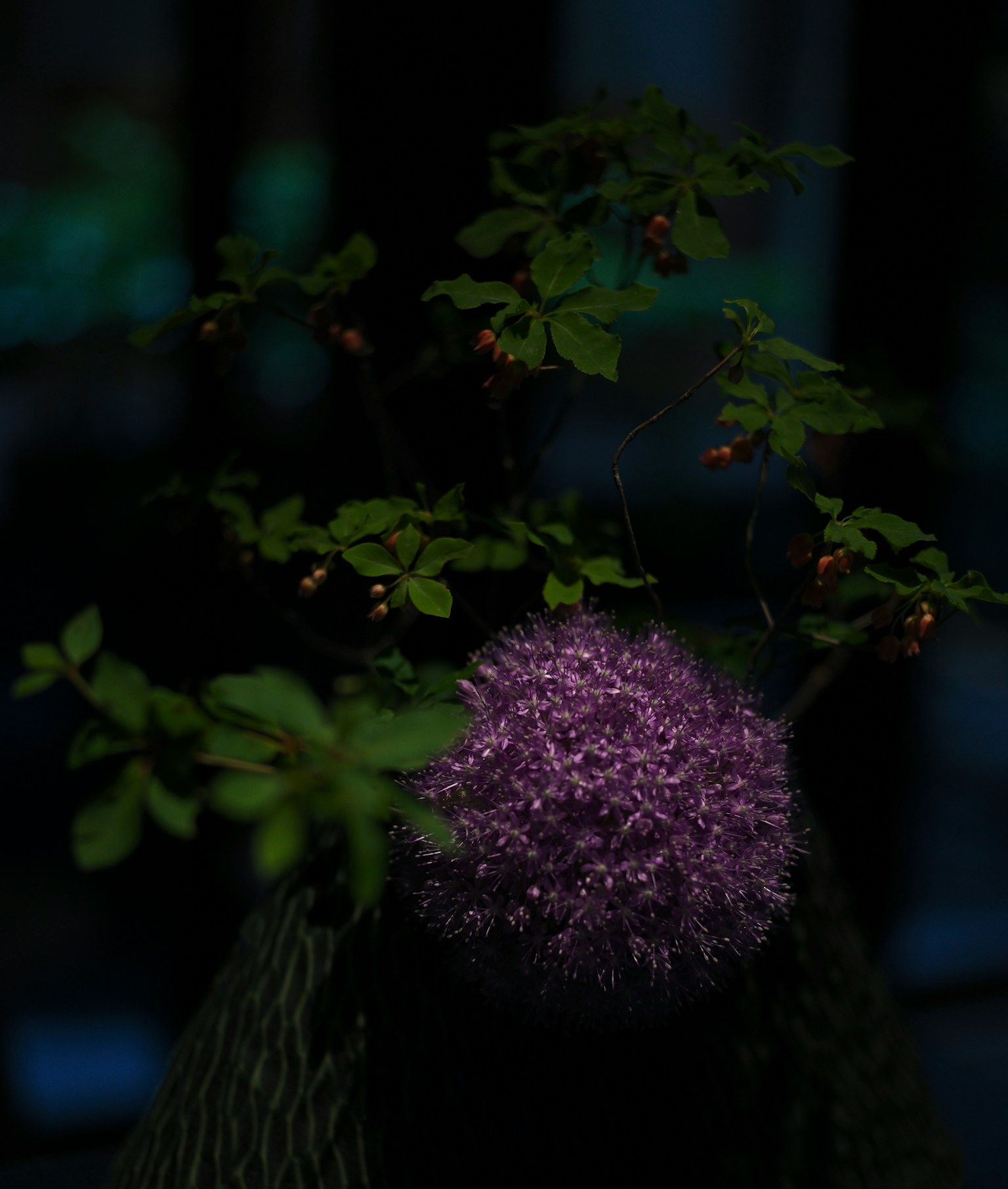 Eine lila kugelförmige Blume mit grünen Blättern vor einem dunklen Hintergrund