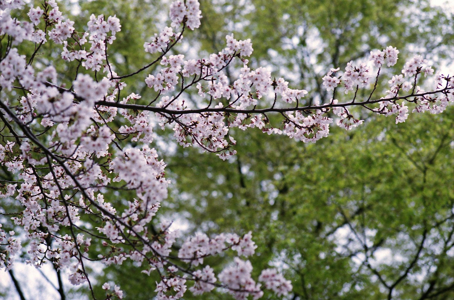 Kirschblütenzweige mit rosa Blumen vor grünem Hintergrund