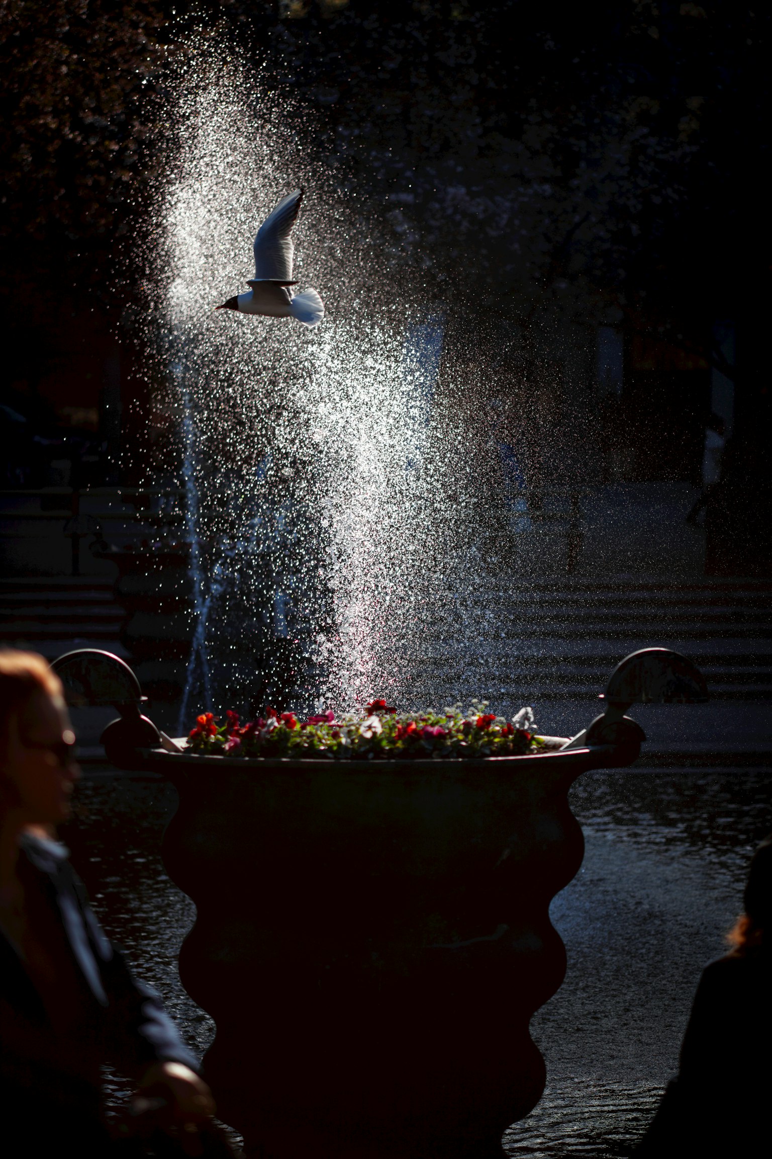 ฉากสวนสาธารณะที่มีน้ำพุล้อมรอบด้วยดอกไม้และนกบินผ่านละอองน้ำ