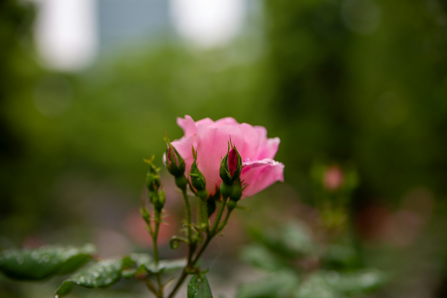 Flor de rosa rosa con capullos sobre un fondo verde