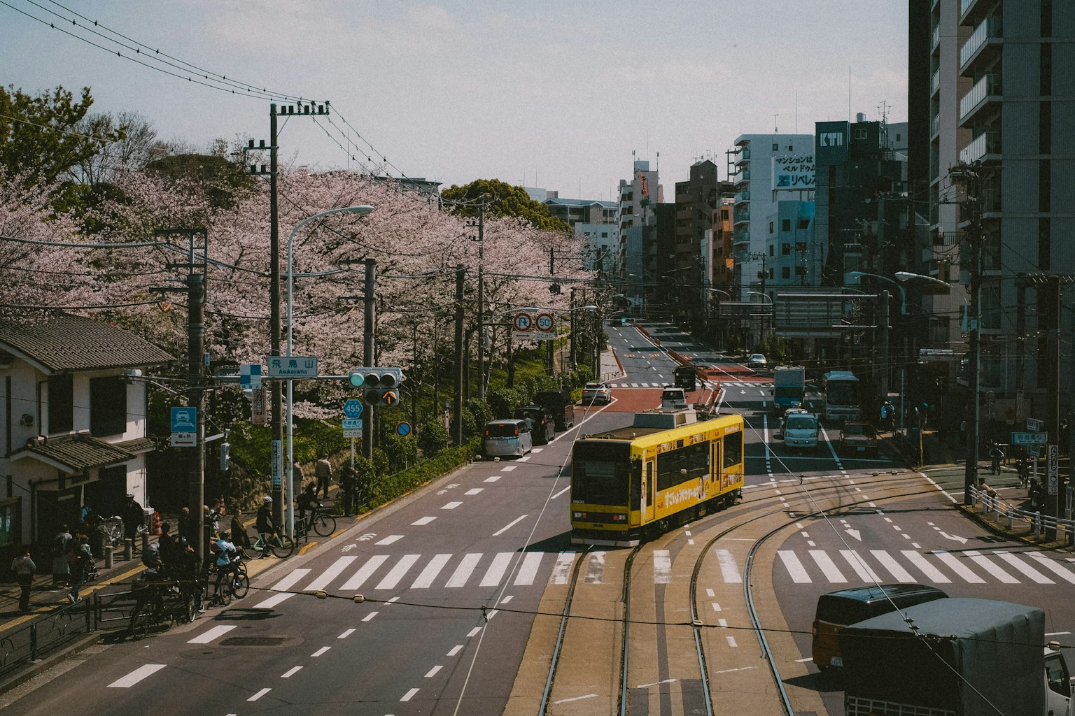 沿着樱花树和城市建筑的街道行驶的黄色电车