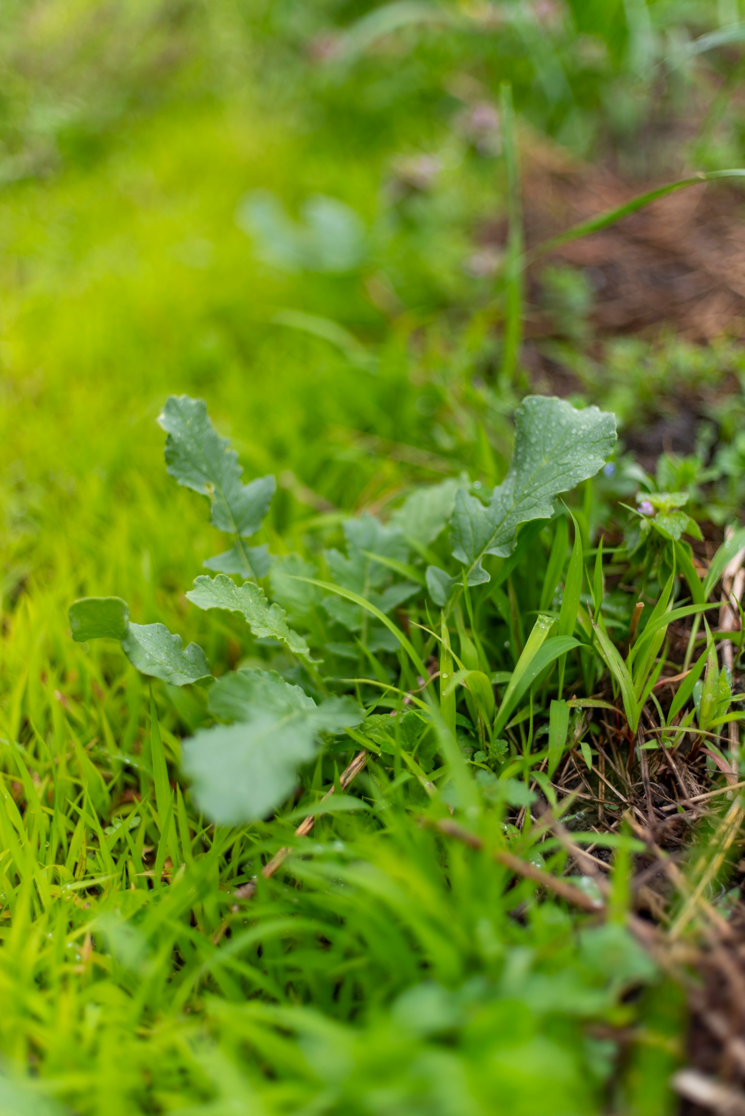 Primo piano di erba verde e piante fogliose sul terreno