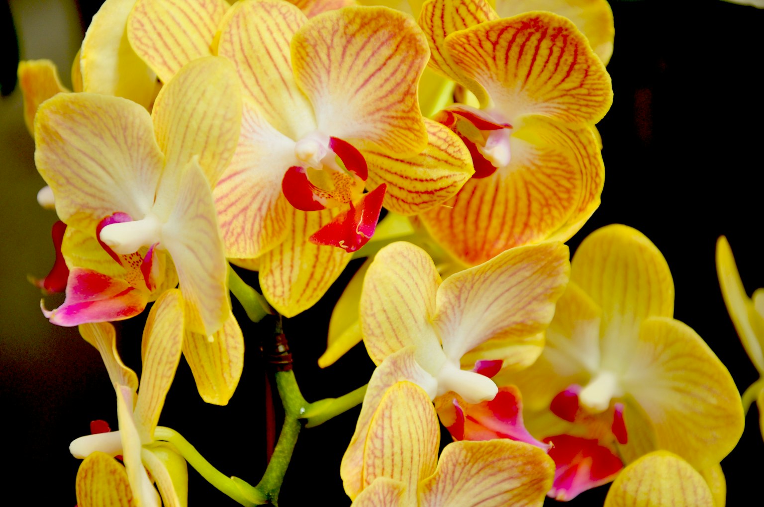 Nahaufnahme von gelben und rosa Orchideenblüten