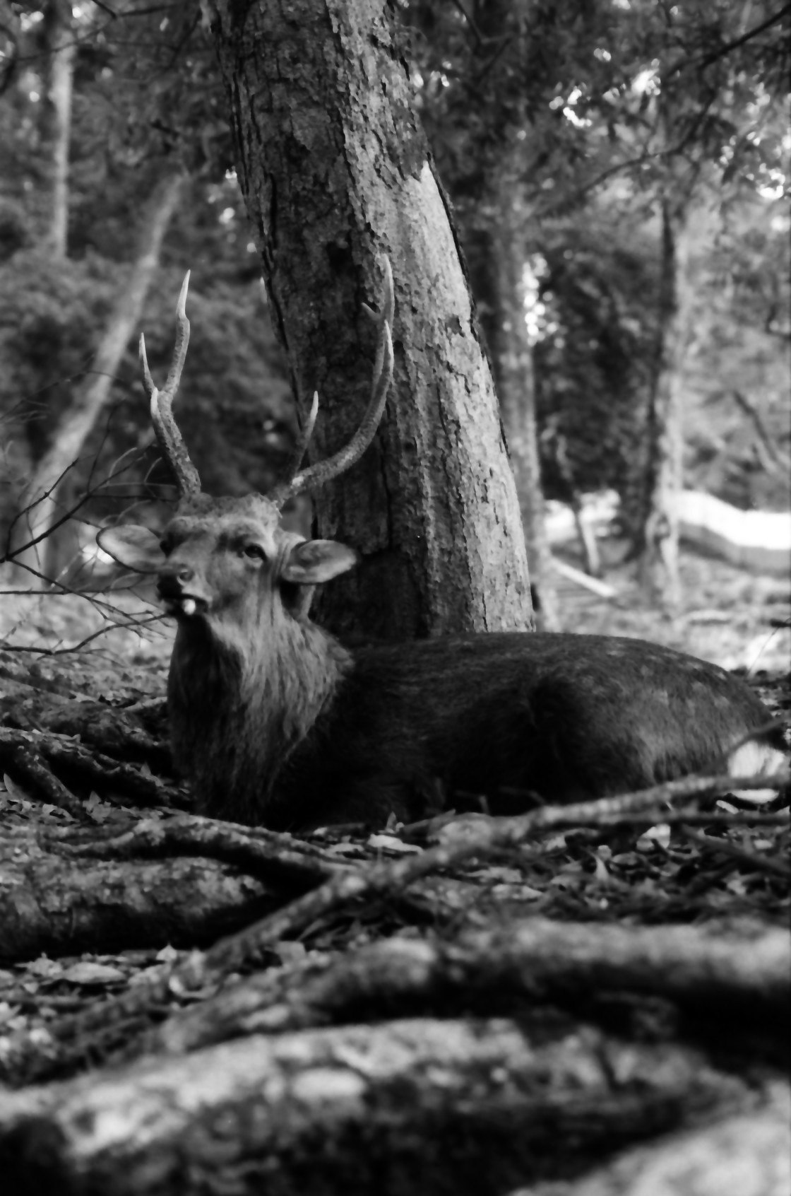 cervo sdraiato vicino a tronchi caduti nel bosco