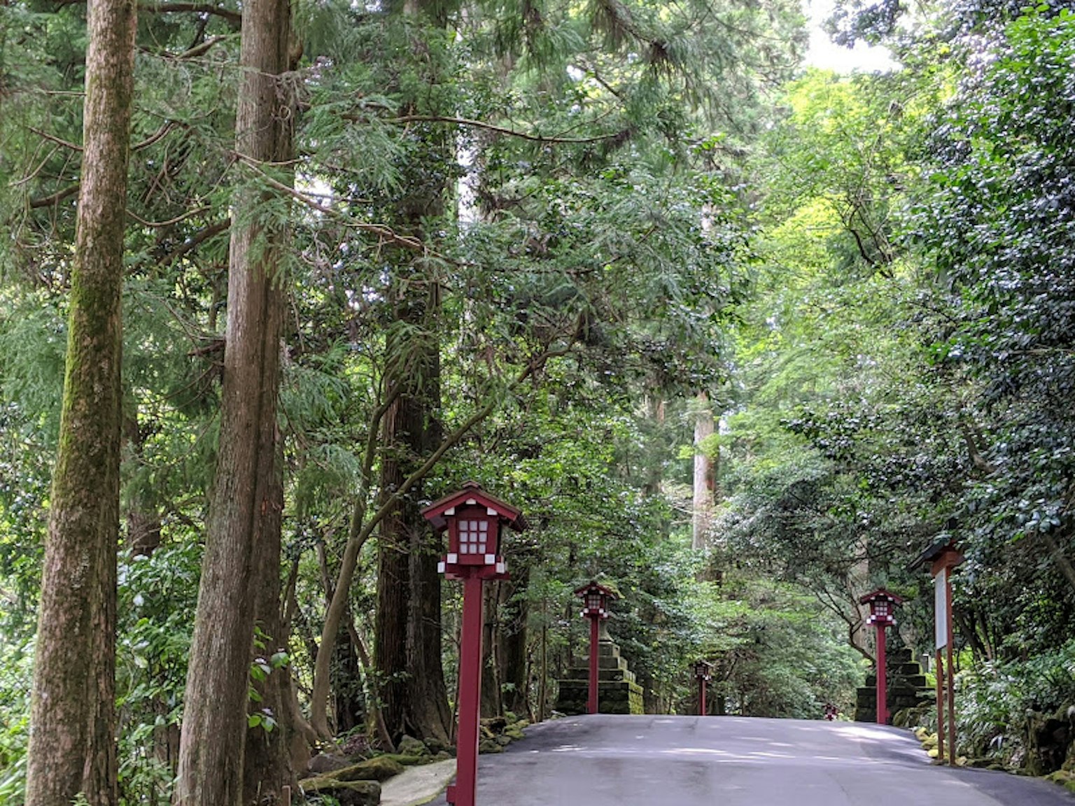 Lush green forest path with red lanterns lining the way