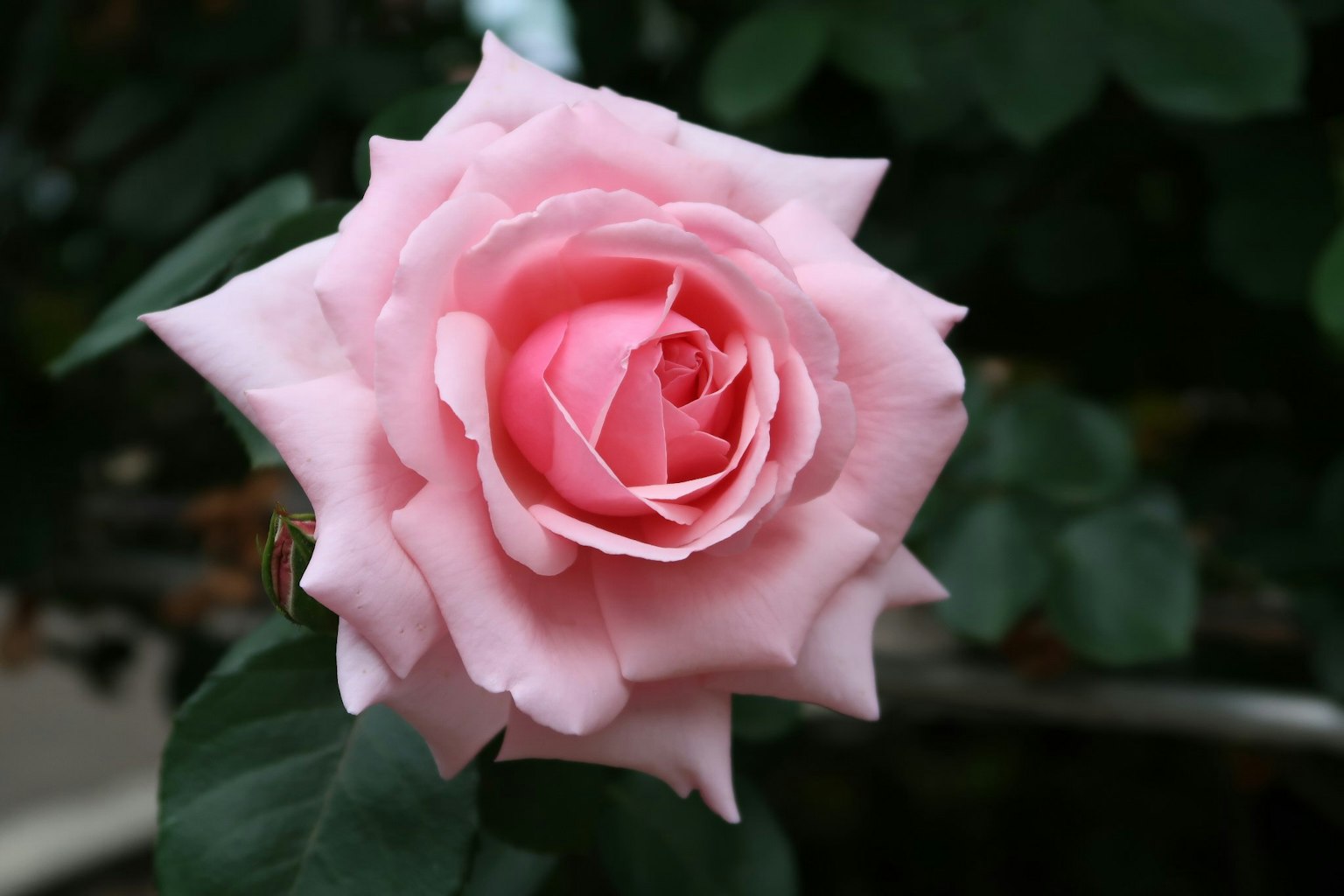 Eine schöne rosa Rose blüht vor einem Hintergrund aus grünen Blättern