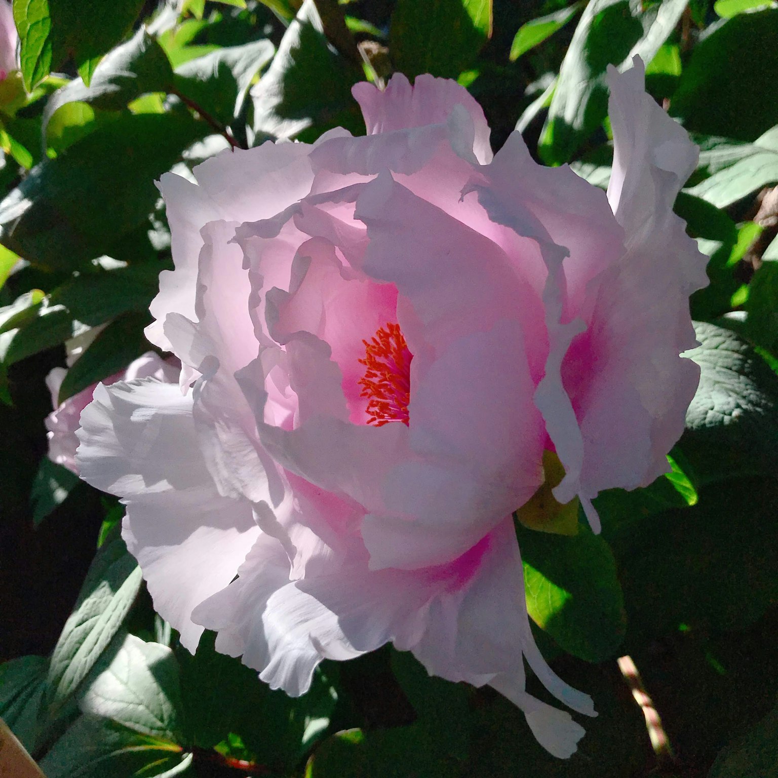 Une fleur vibrante avec des pétales roses clairs épanouie parmi des feuilles vertes