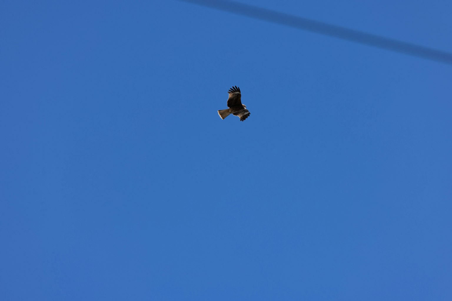 Seekor burung terbang di latar belakang langit biru yang cerah