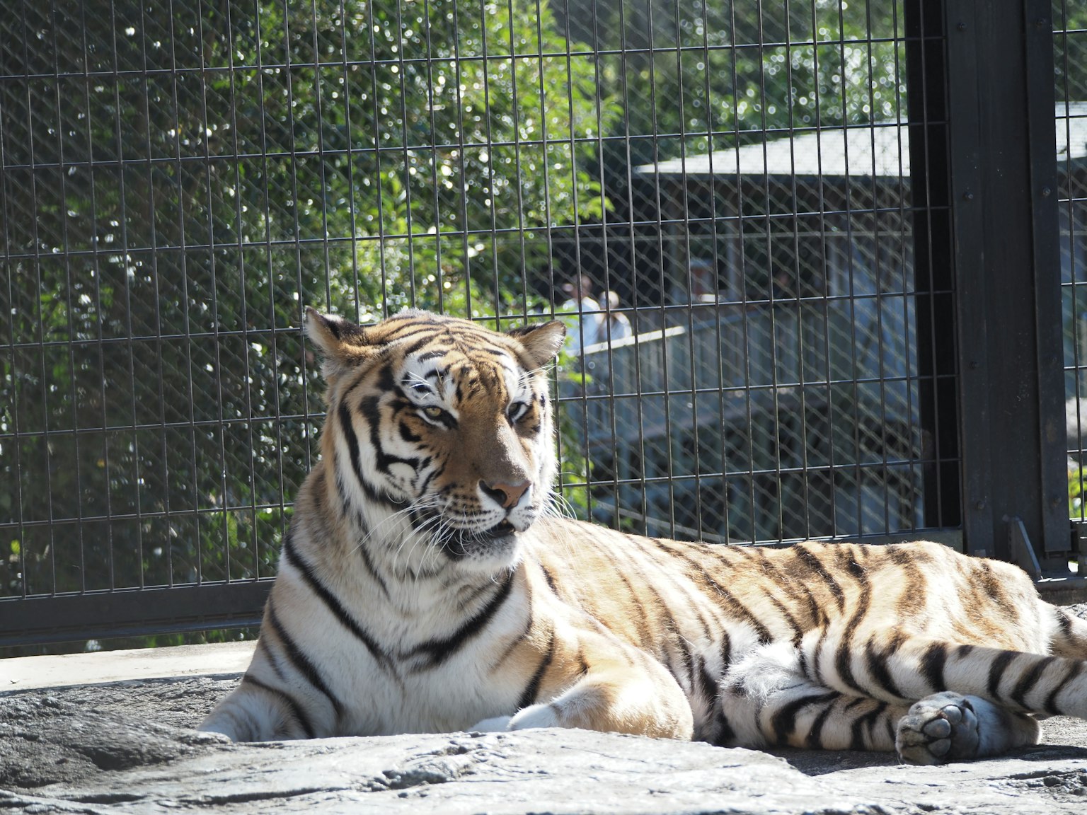 Un tigre se prélassant au soleil avec une enclosure de zoo en arrière-plan