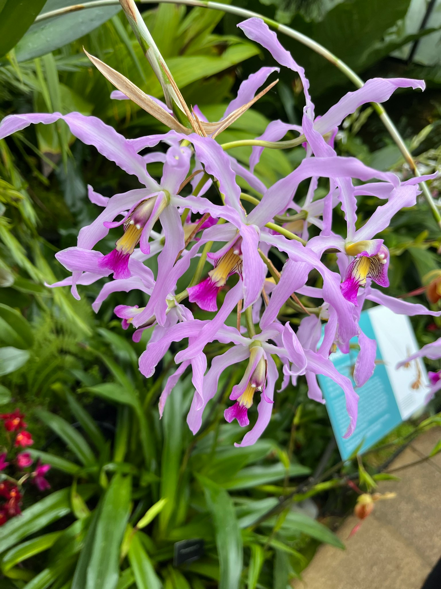 紫色兰花丛生长在绿色叶子中