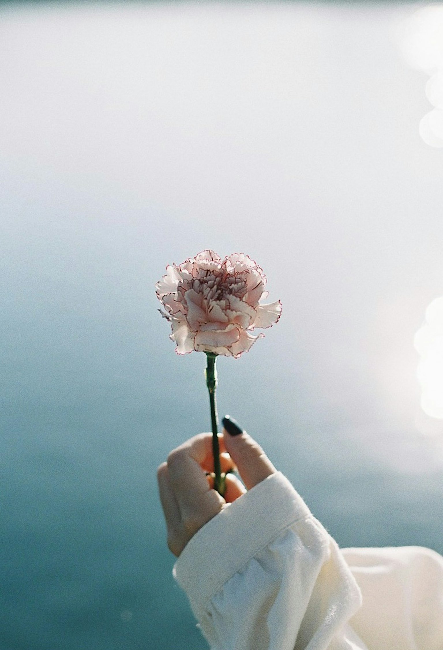 Une main tenant une fleur rose contre une surface d'eau sereine