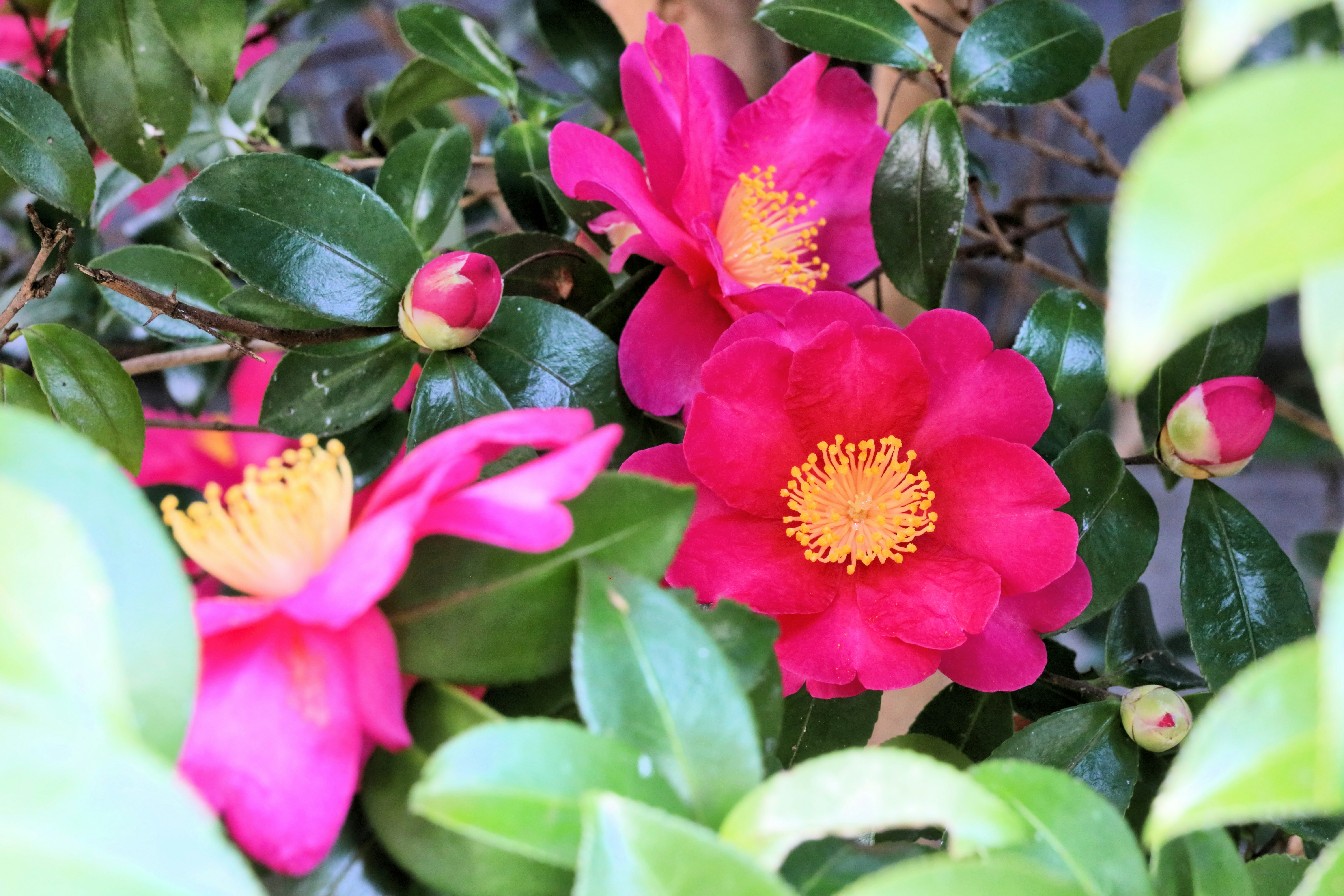 ツバキのような鮮やかなピンクの花が咲く葉のクローズアップ